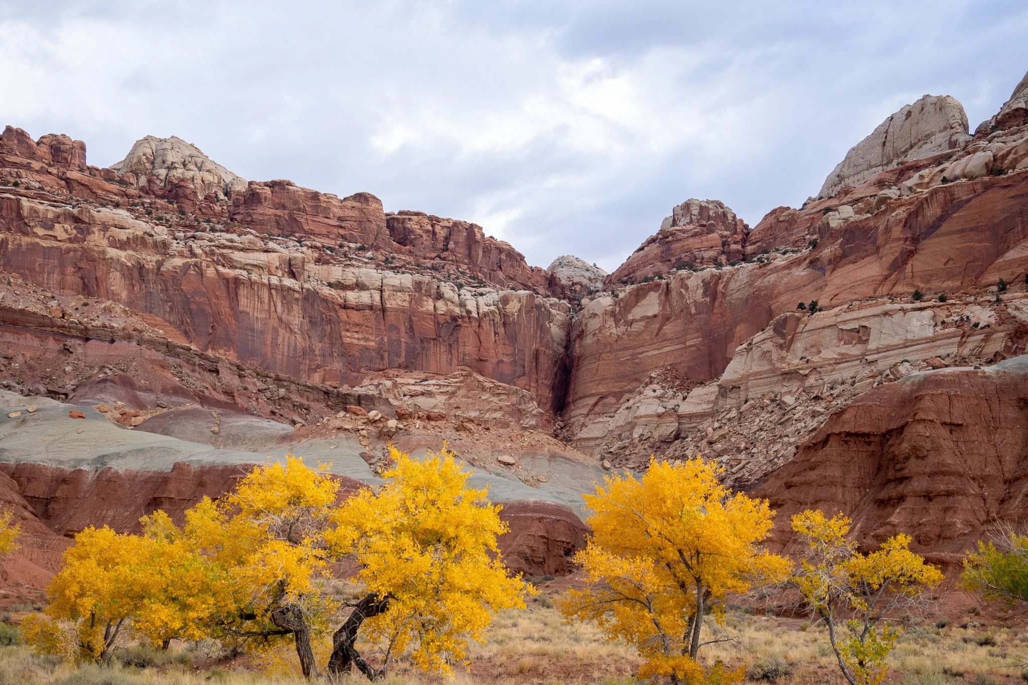yellow trees at capitol reef, utah, usa.jpg