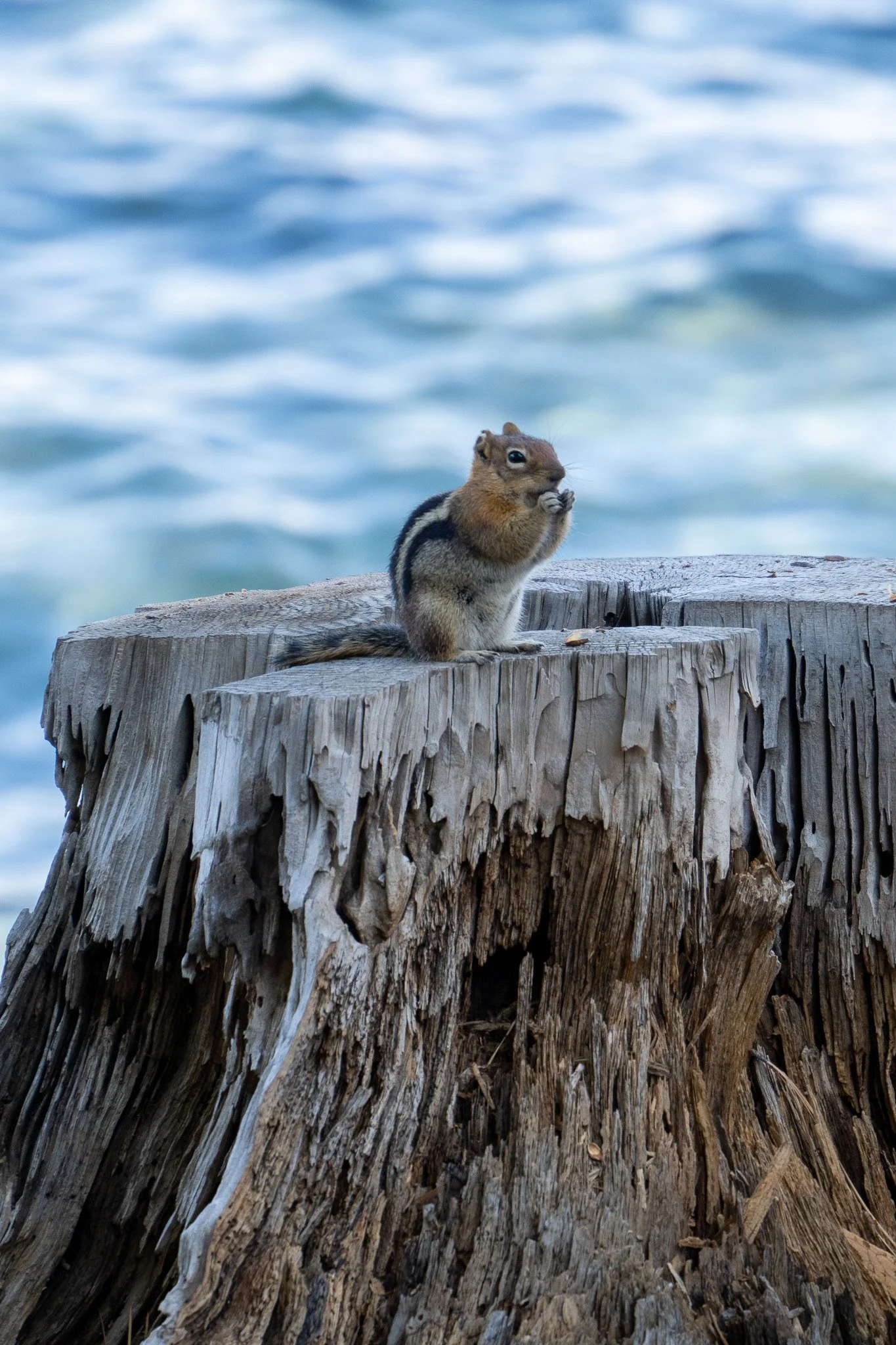 chipmunk eating, lake tahoe, usa.jpg