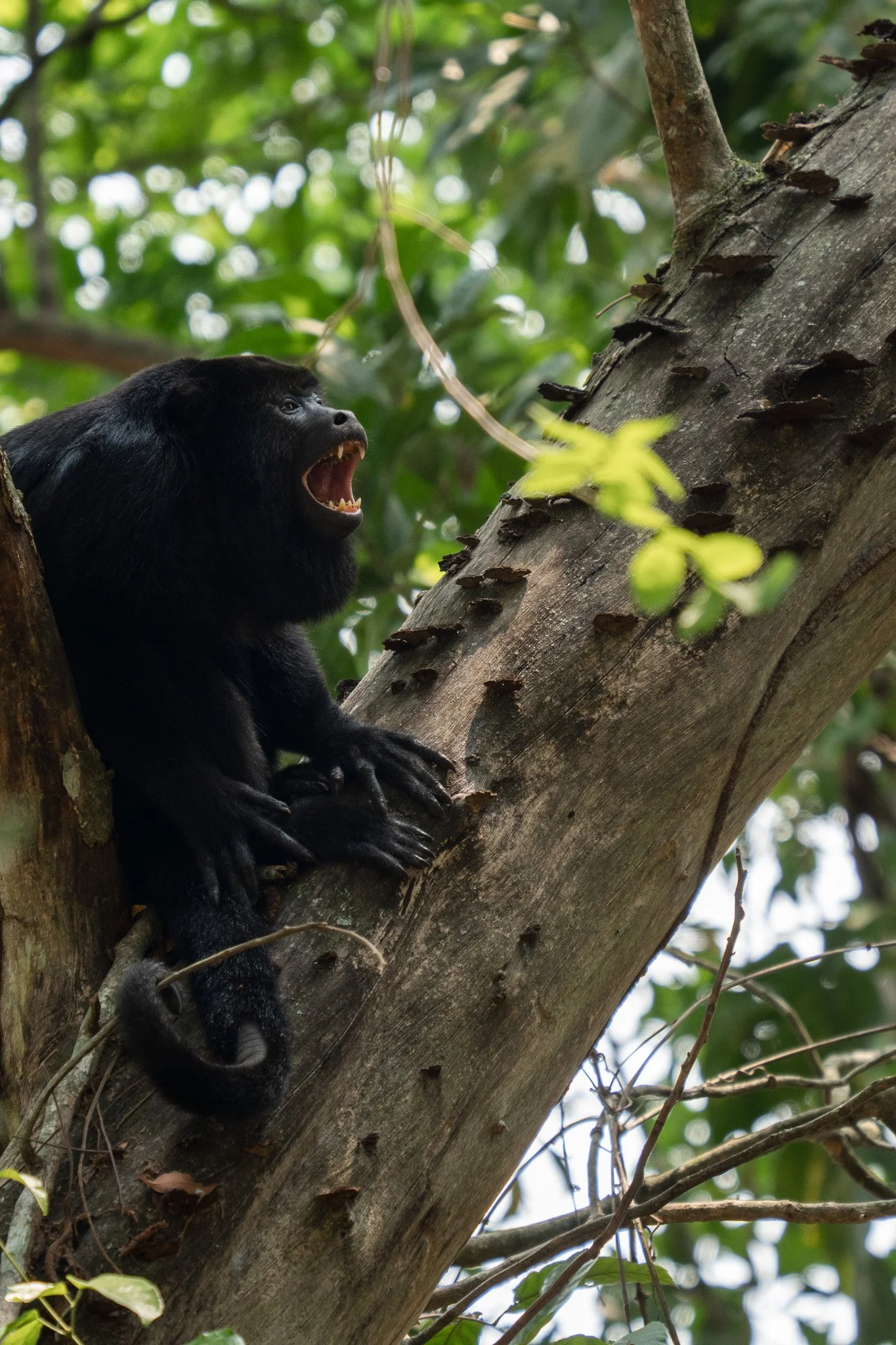 monkey in tree, san ignacio, belize.jpg