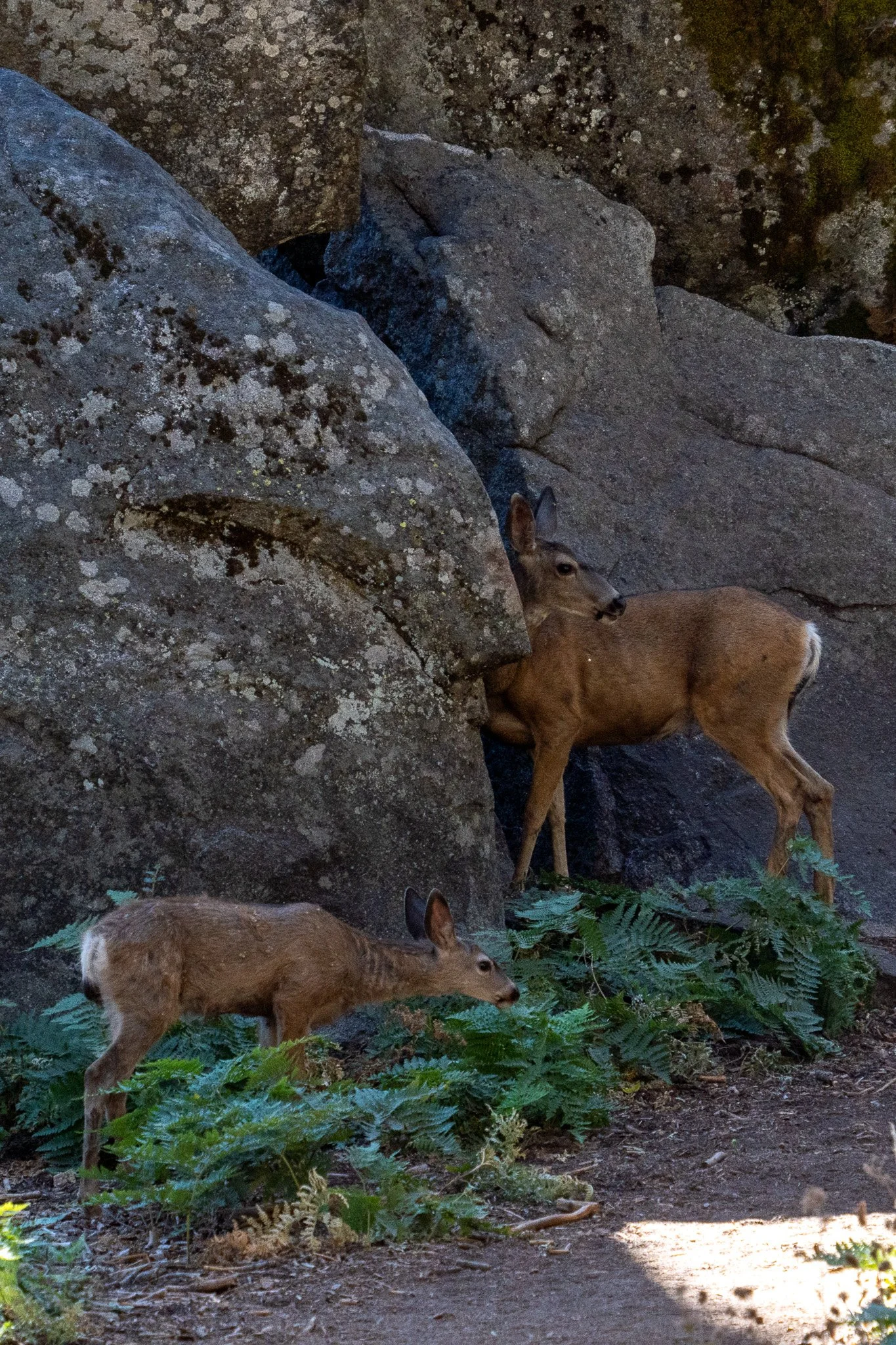 two deer at sequoia, california, usa.jpg