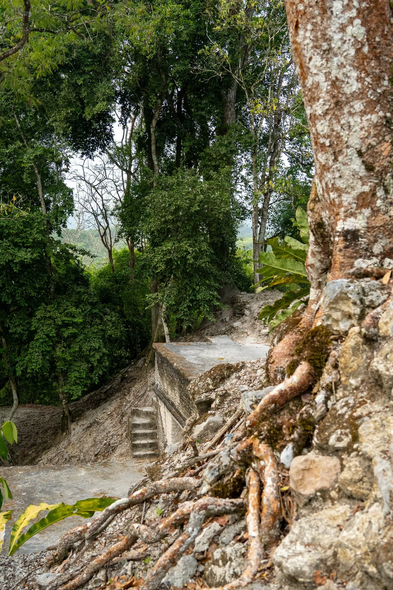 tree at maya ruins, belize.jpg