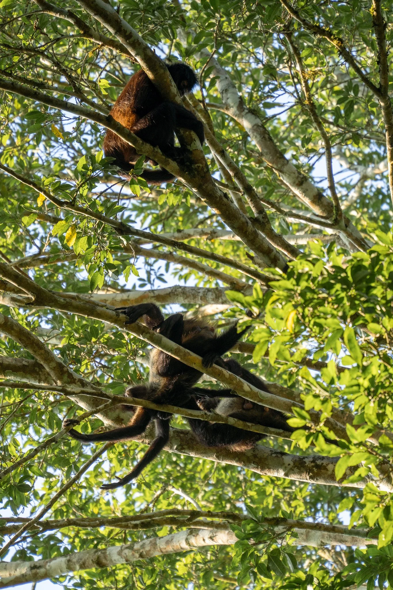 monkeys in trees at Yaxha, guatemala.jpg