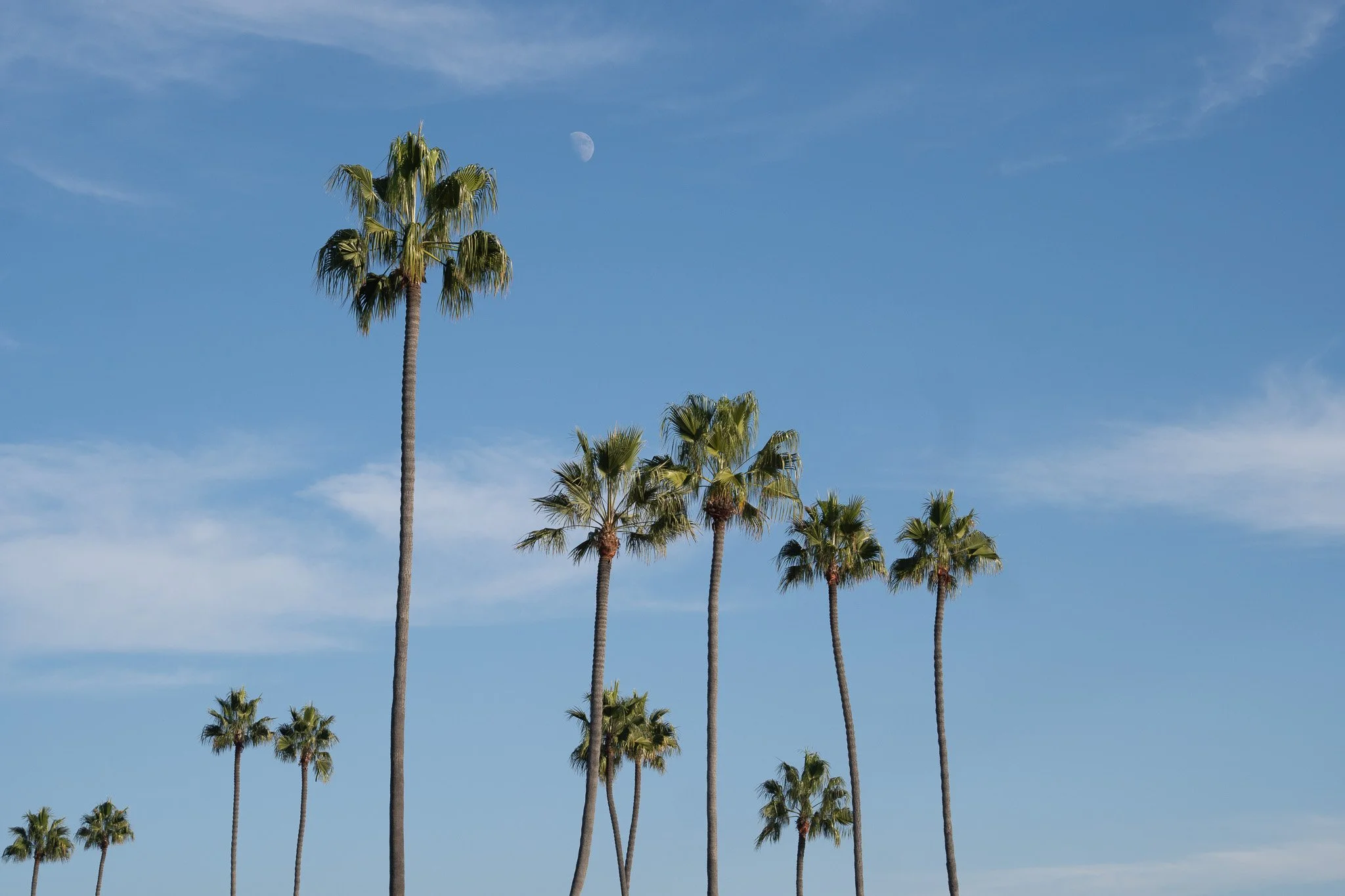 palmtrees at laguna beach, usa.jpg
