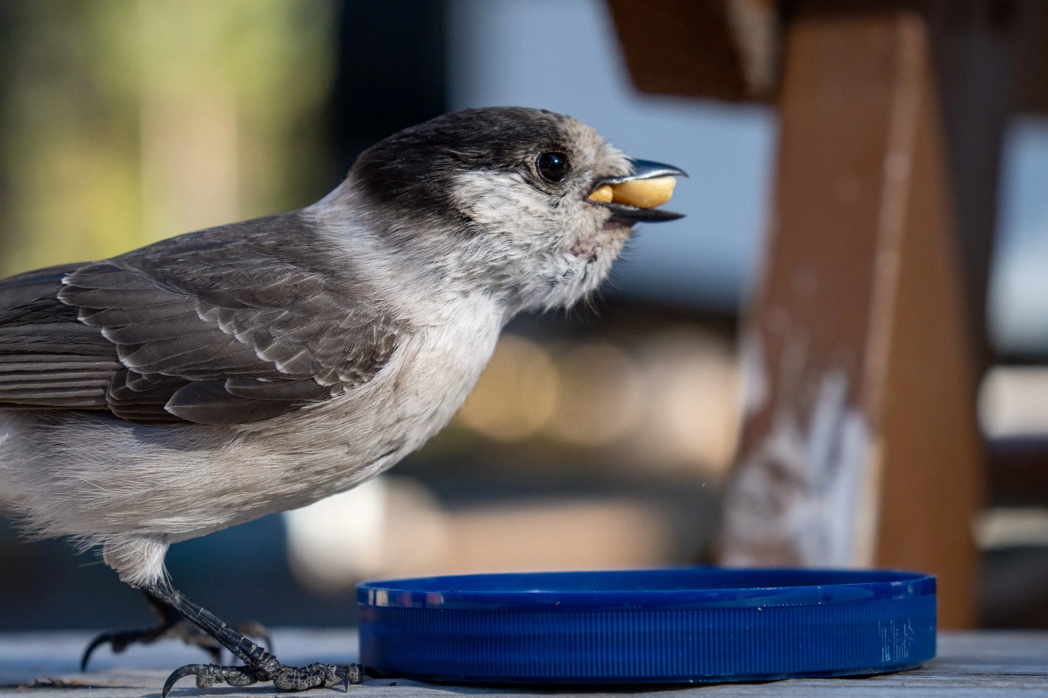tiny bird eating peanuts, oregon, usa.jpg