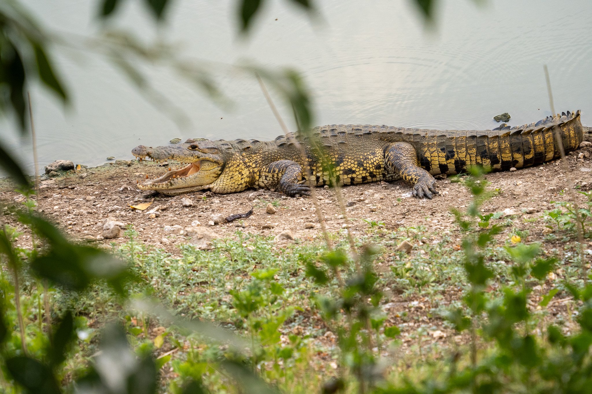 Nature & Wildlife Belize