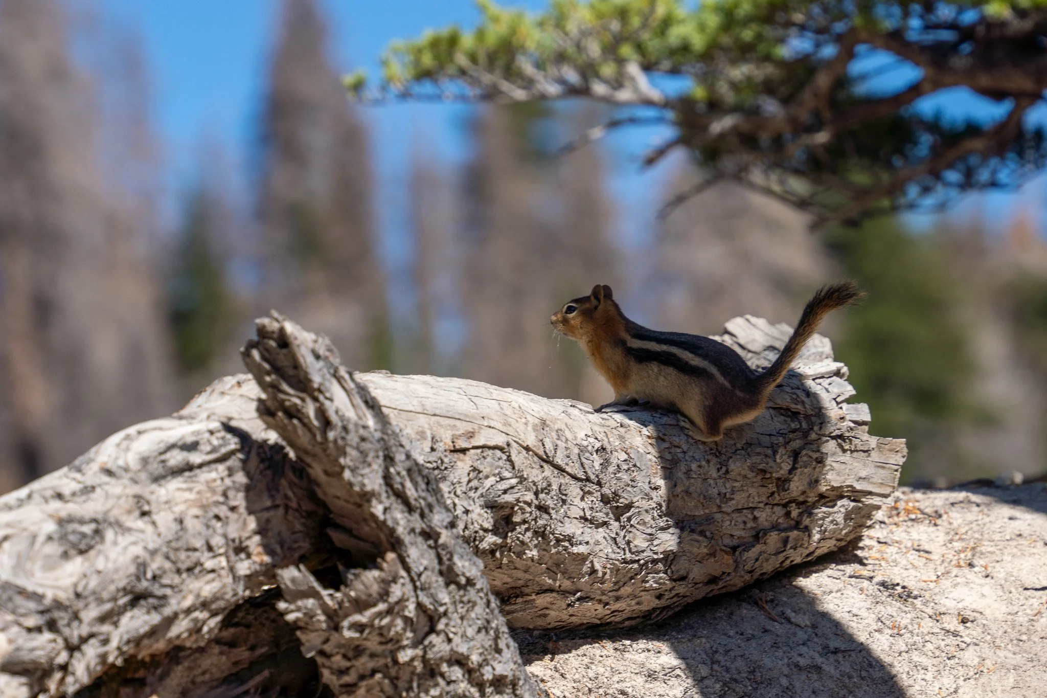 chipmunk hiding in shade, lassen volcanic national park, usa.jpg