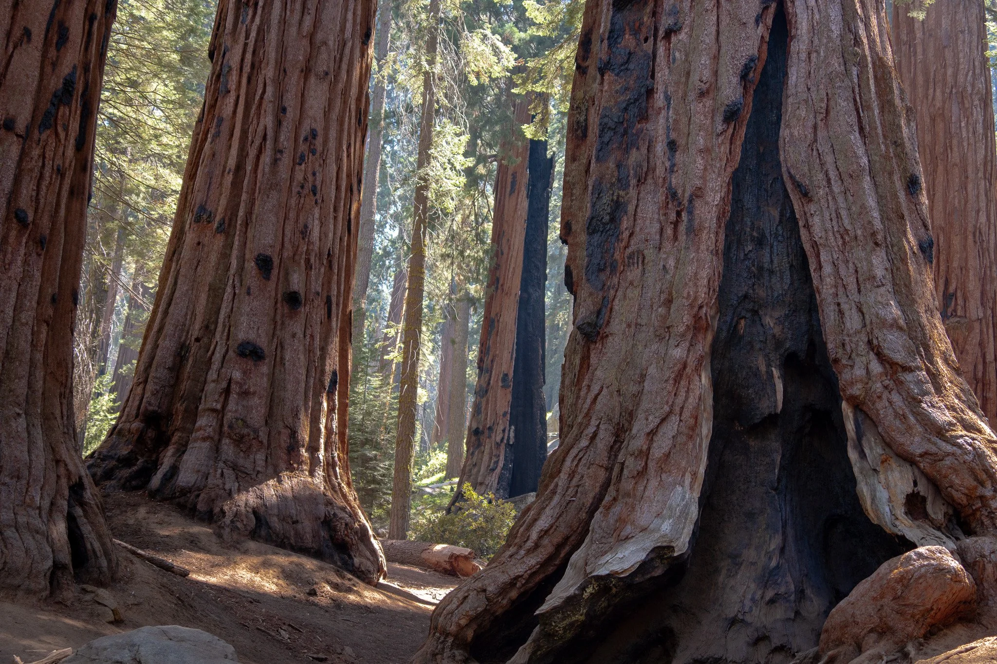 big trees of sequoia, california, usa