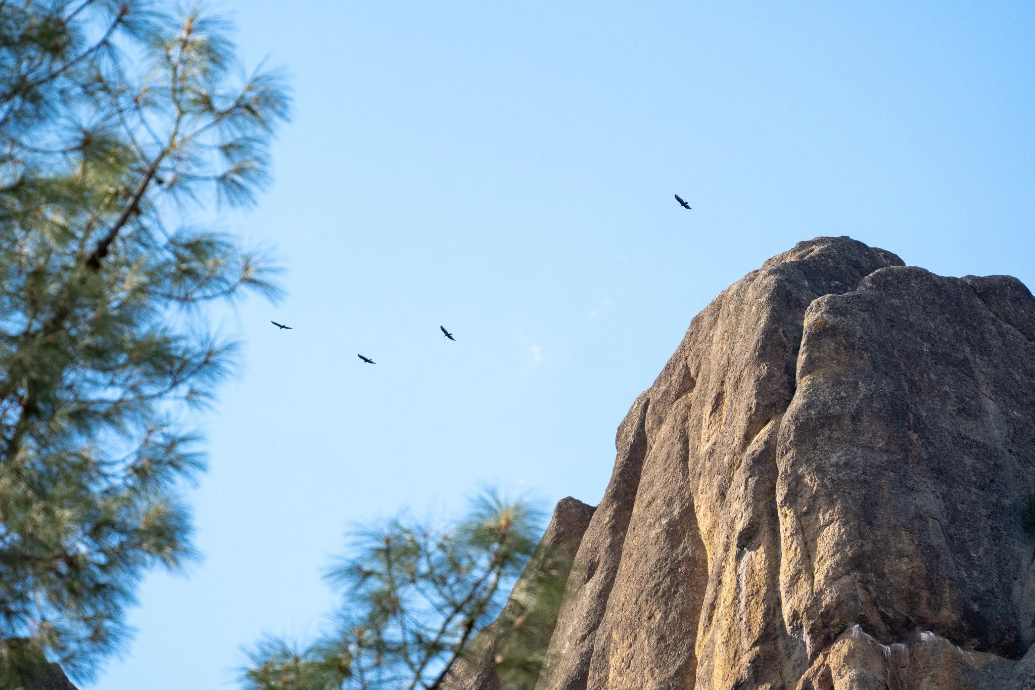 vultures in sky, pinnacles national park, usa.jpg