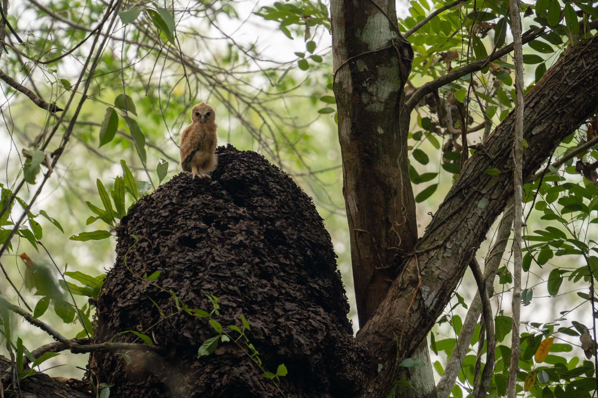 baby owl sitting in tree, cayo, belize.jpg