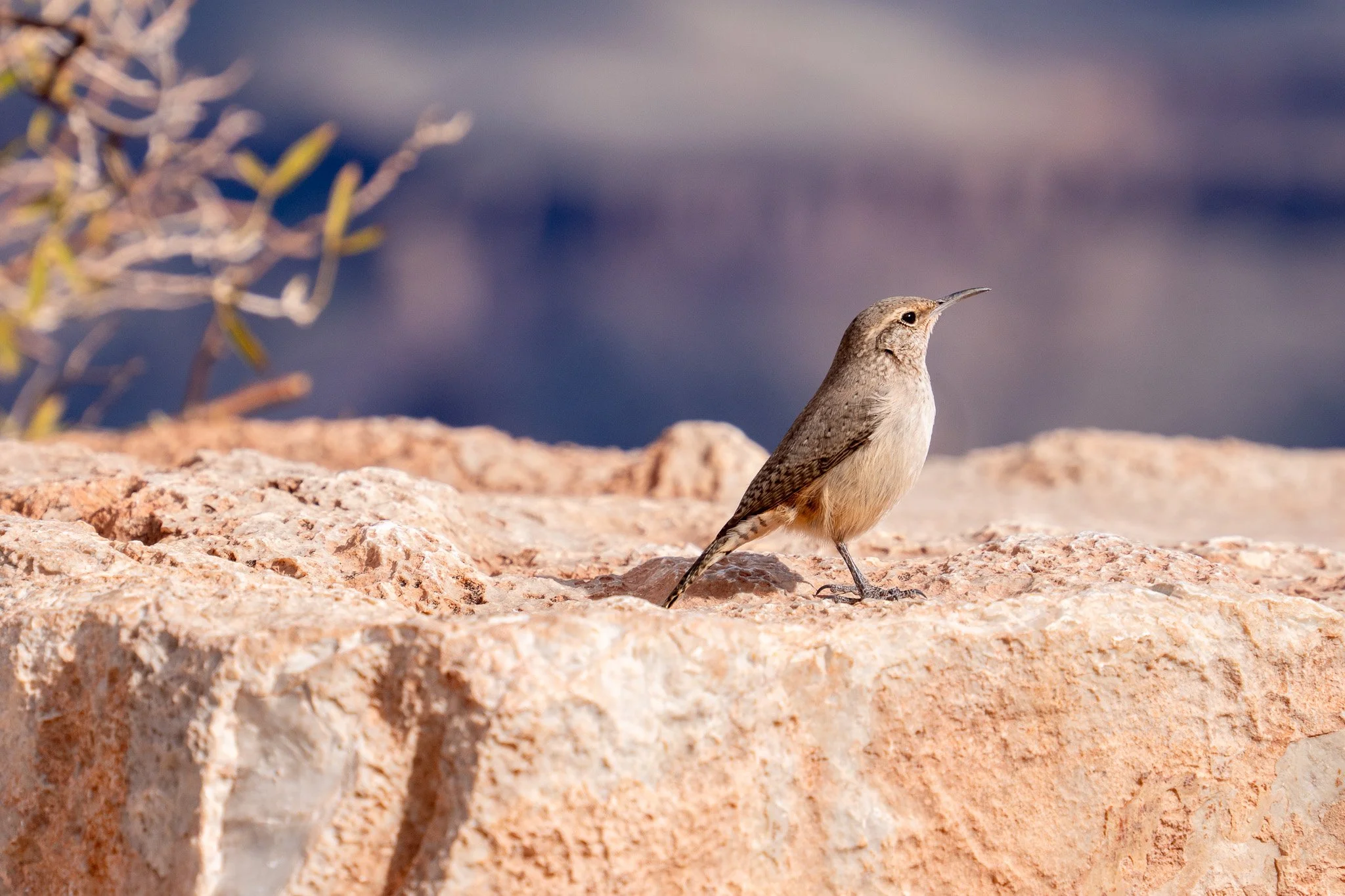 little bird on rock inside grand canyon, usa.jpg