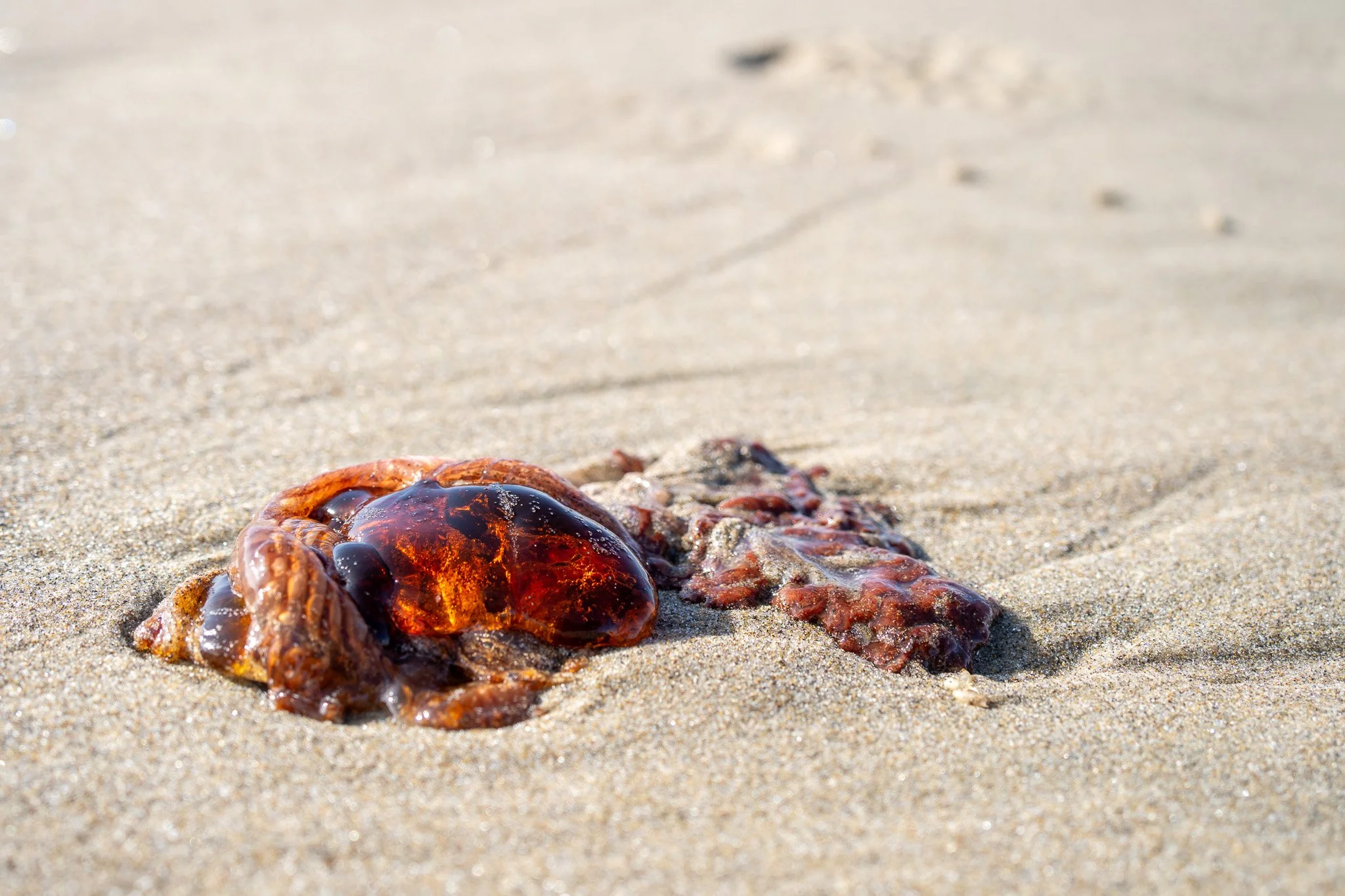 jellyfish on beach, oregon, usa.jpg