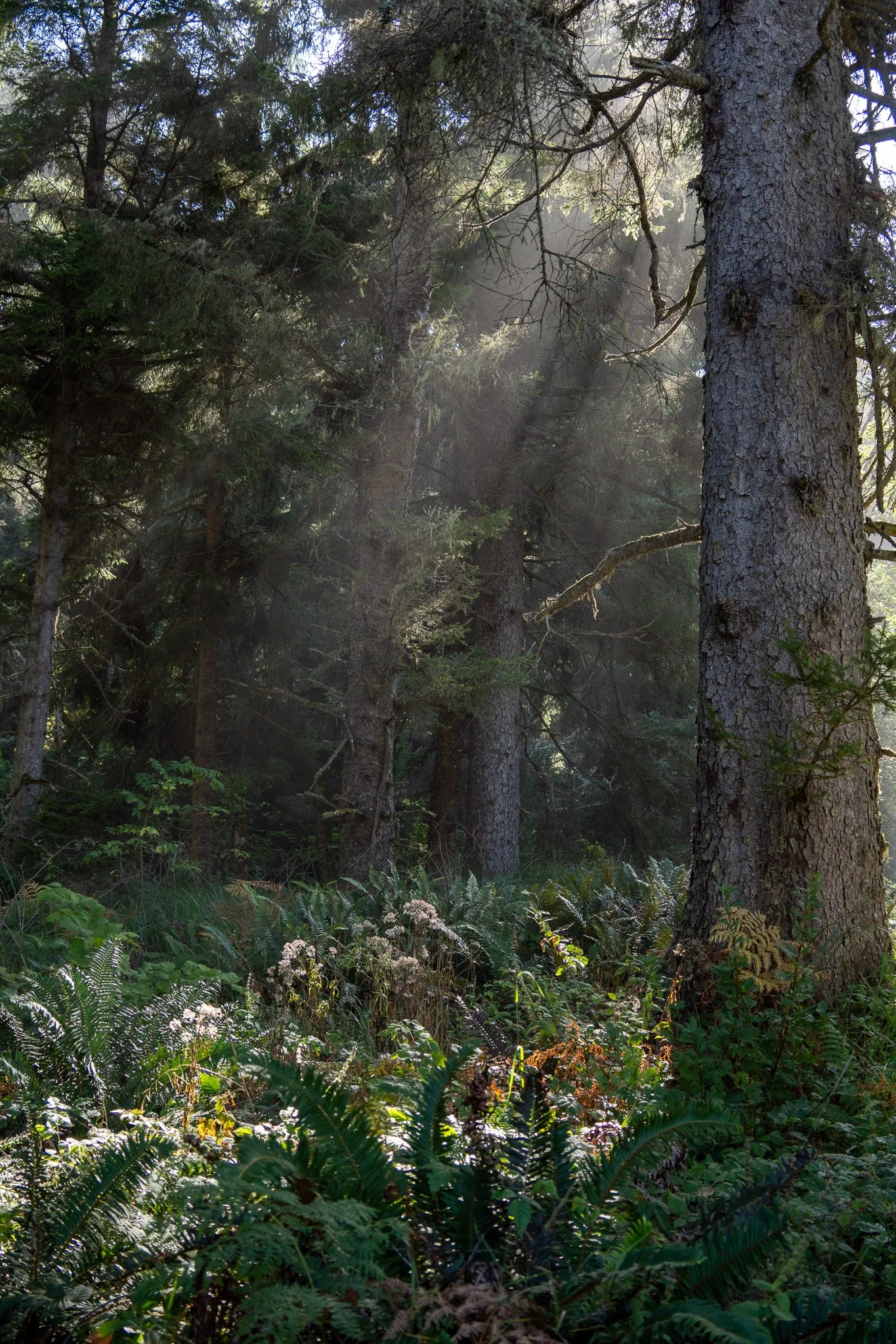 moody forest at sue meg state park, usa.jpg