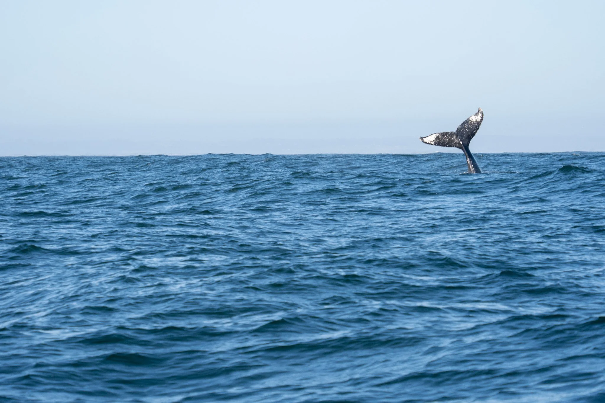 whale in ocean of monterey, usa.jpg