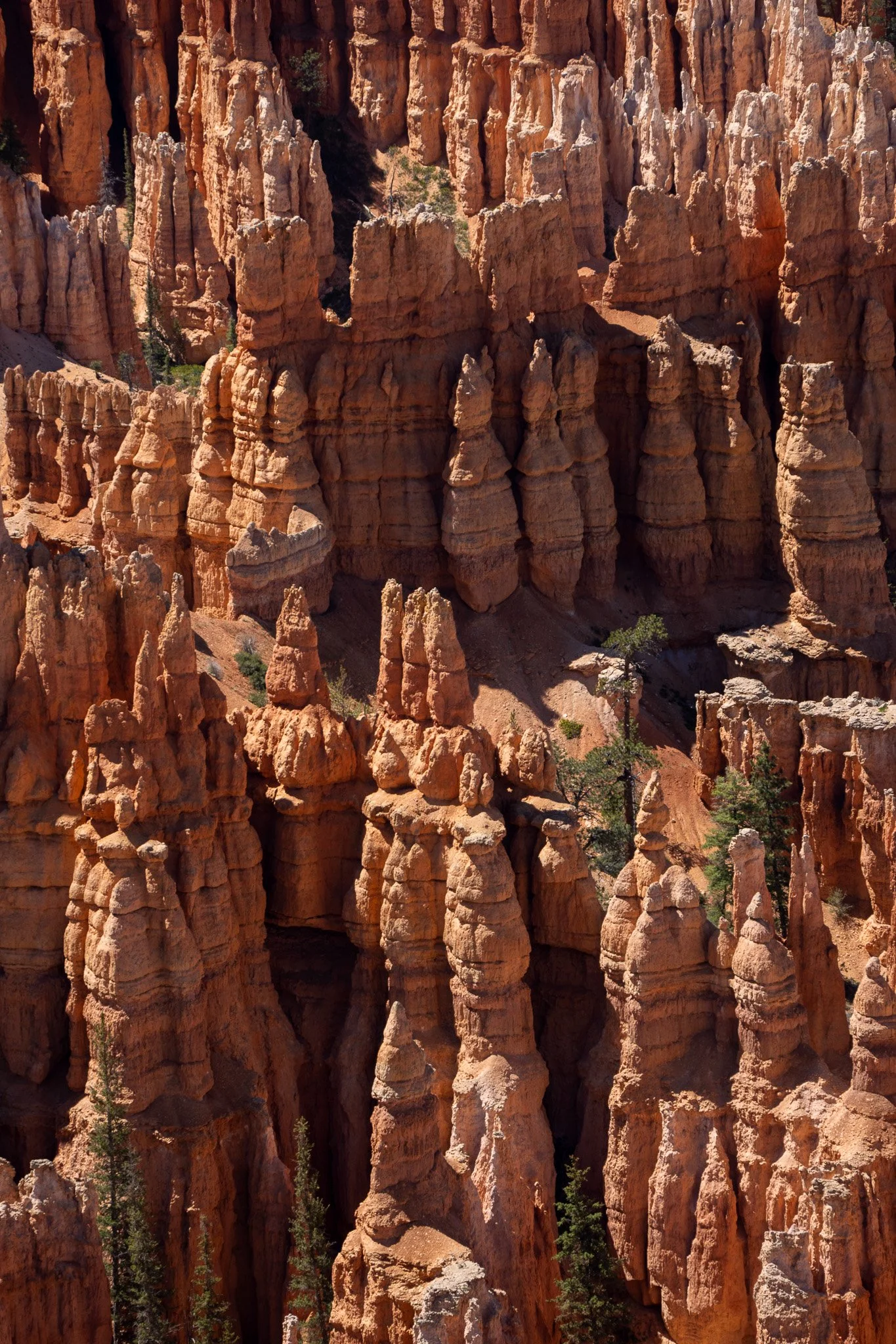 hoodoos in bryce, usa.jpg
