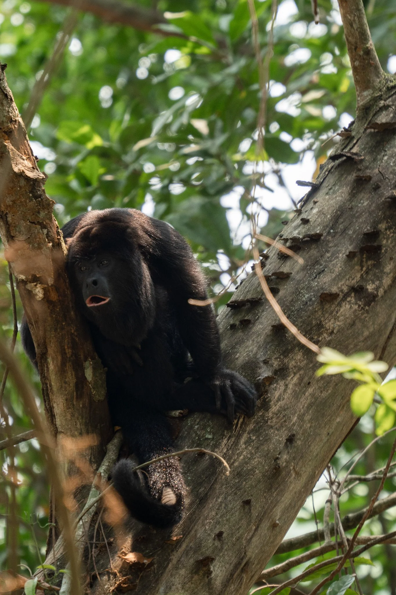monkey searching in tree, san ignacio, belize.jpg