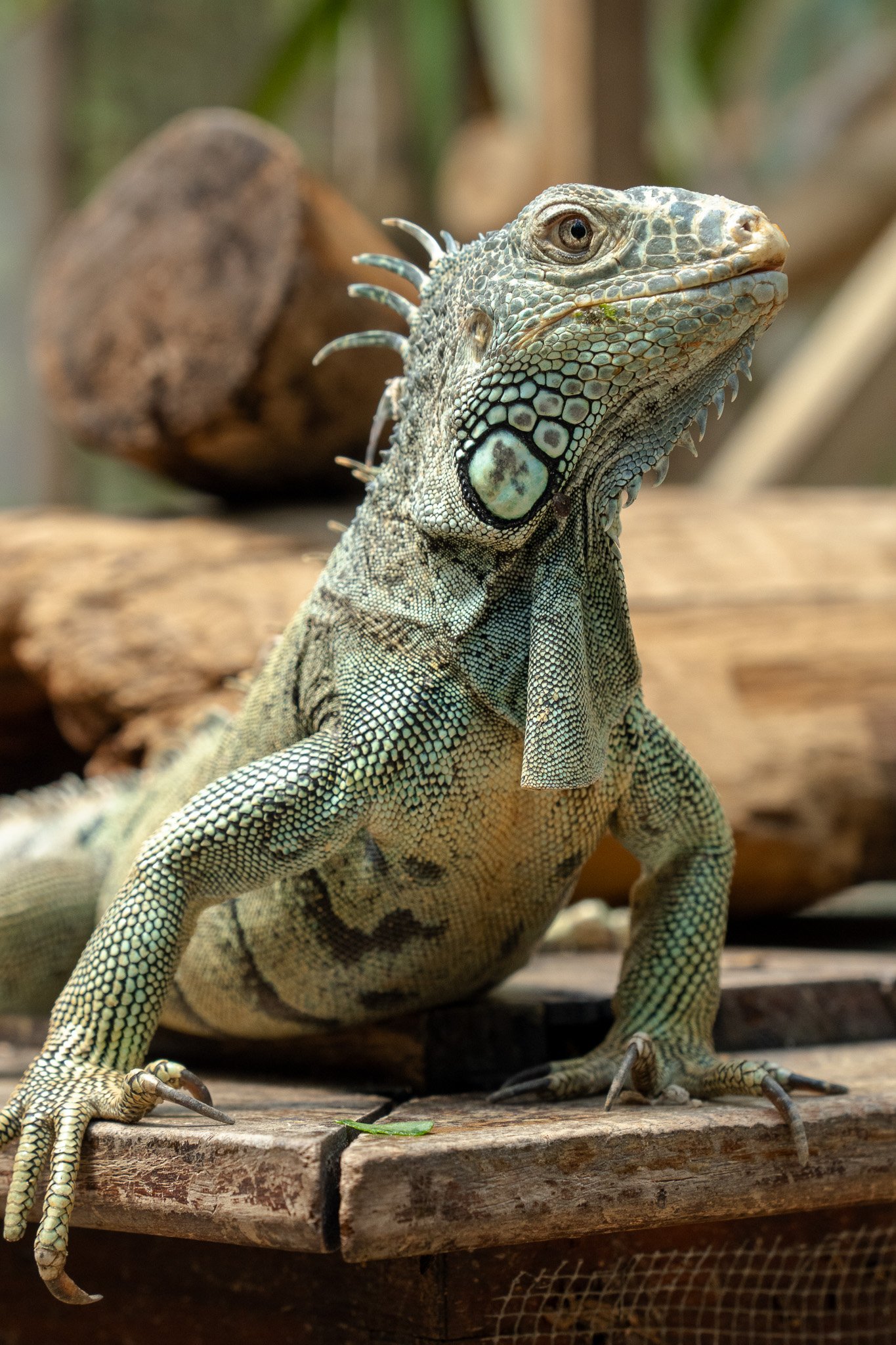 iguana posing for photo, san ignacio, belize.jpg