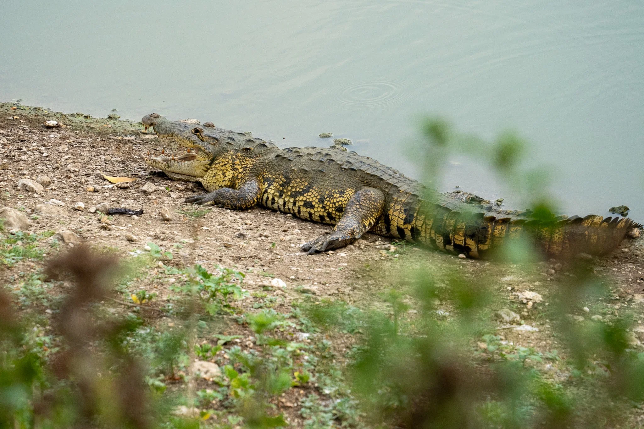 big crocodile, belize.jpg
