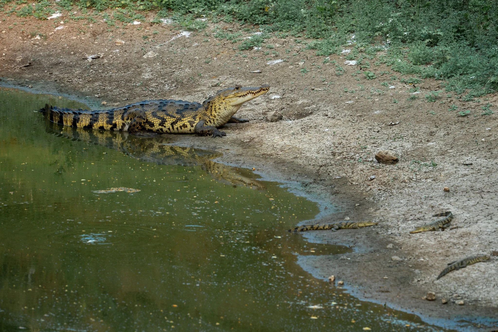 crocodile with babies, belize.jpg