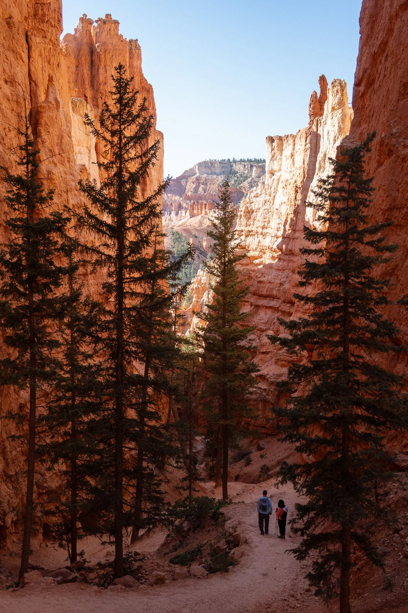 pine trees with people in bryce, usa.jpg