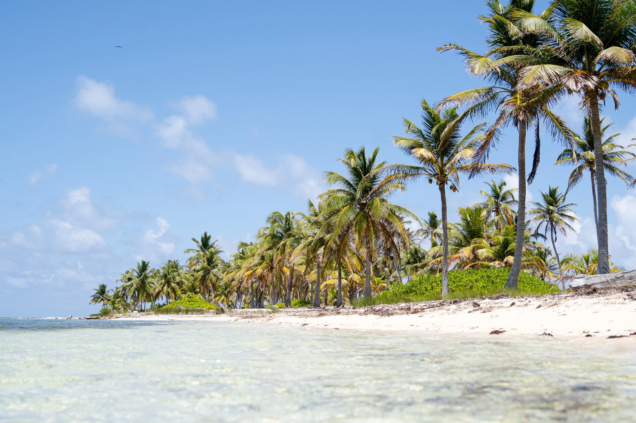 palmtrees on island, belize.jpg