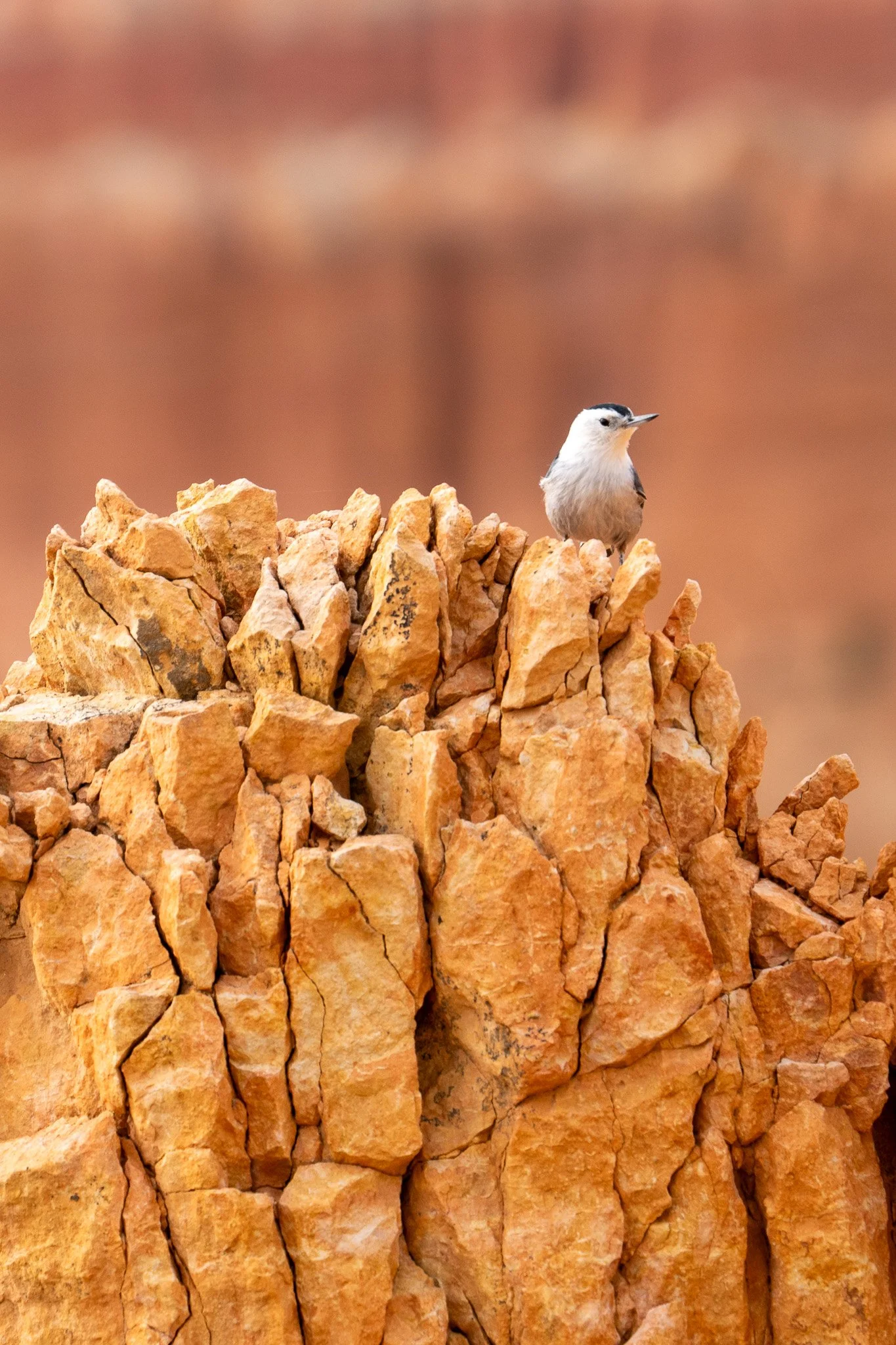 little white bird in bryce canyon national park, usa.jpg
