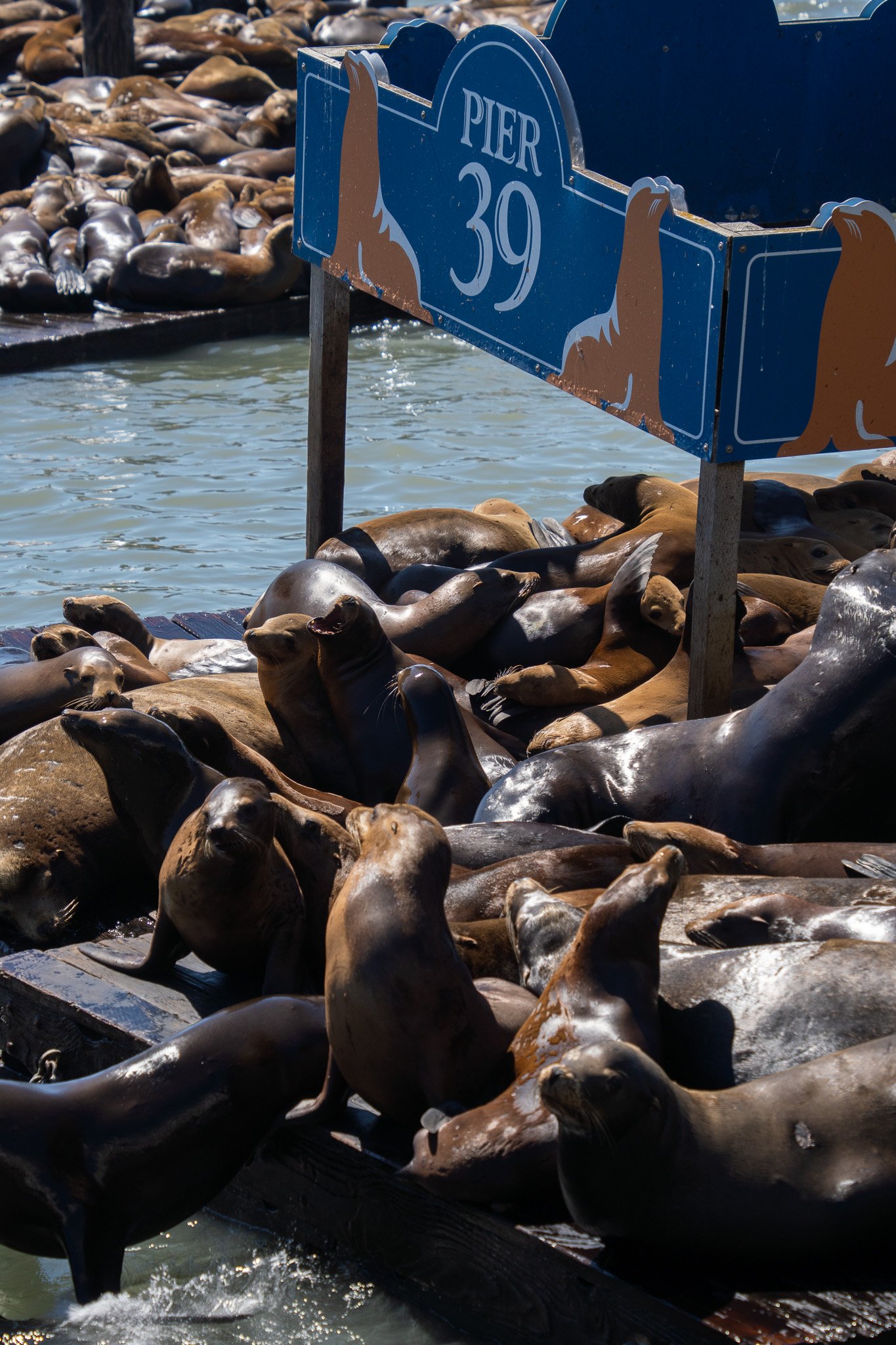 sea lions at pier 39 san francisco, usa.jpg