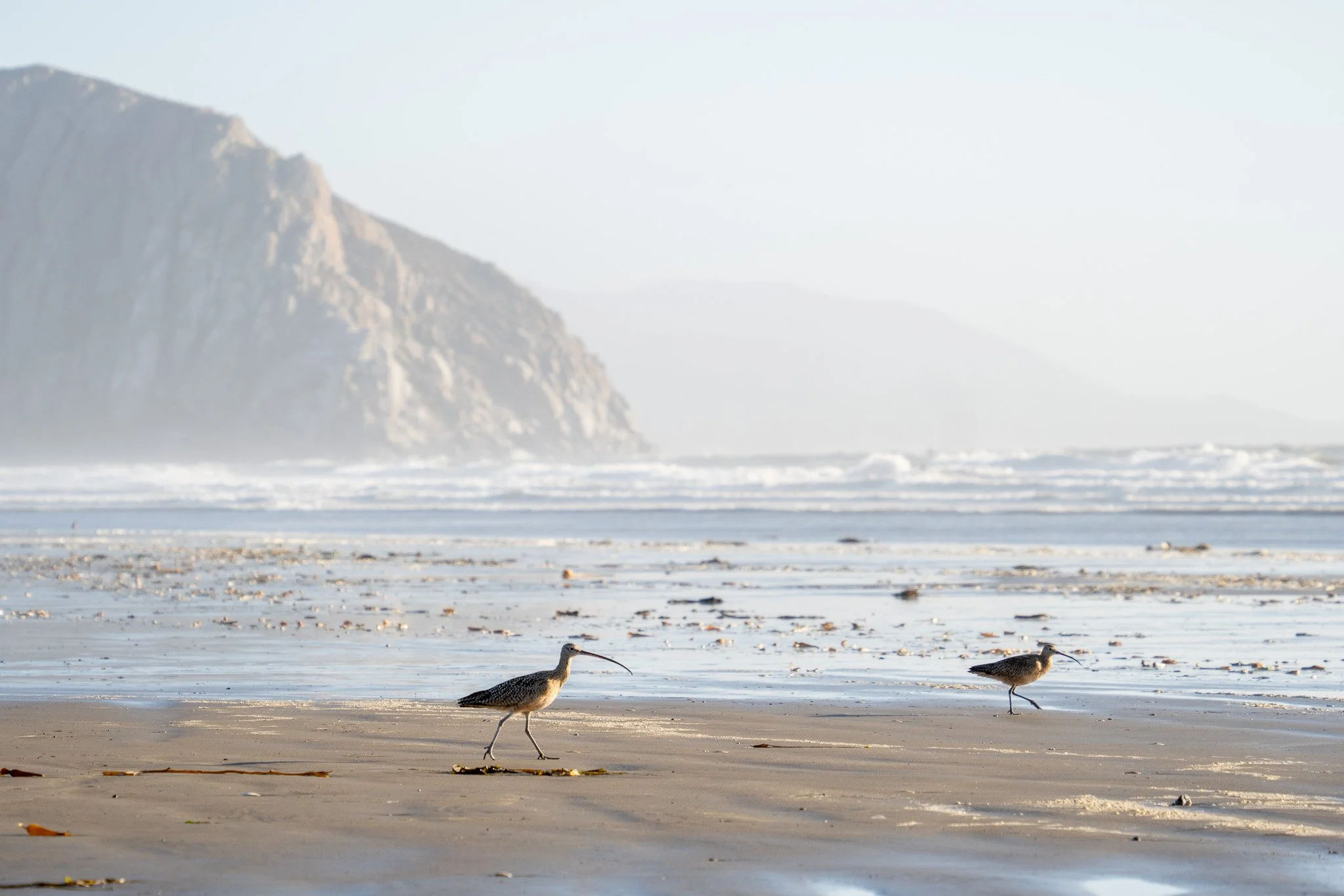 birds with long small beek, california, usa.jpg