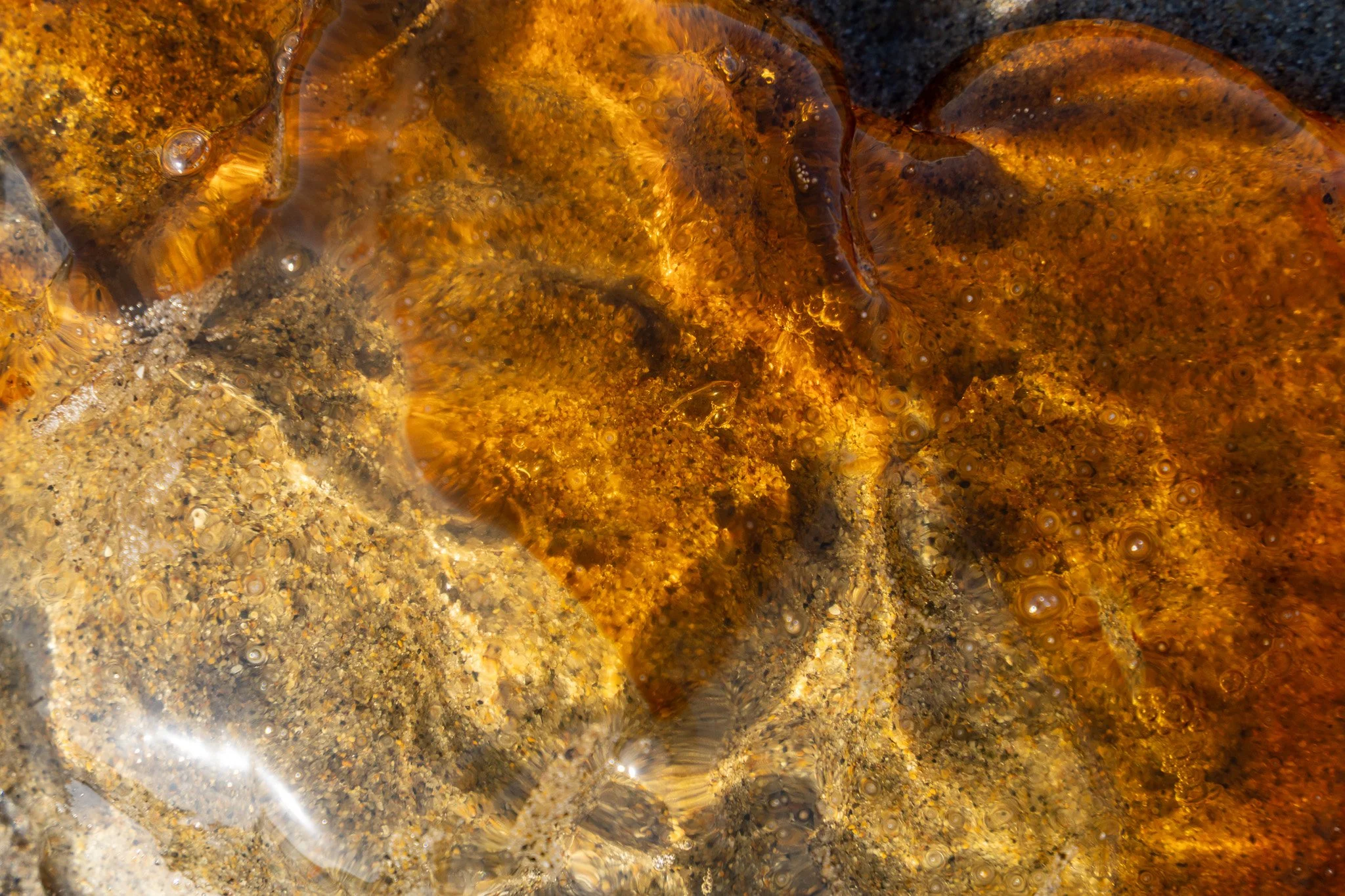 close up jellyfish, oregon, usa.jpg