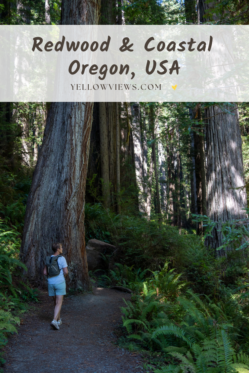 redwood, coastal Oregon