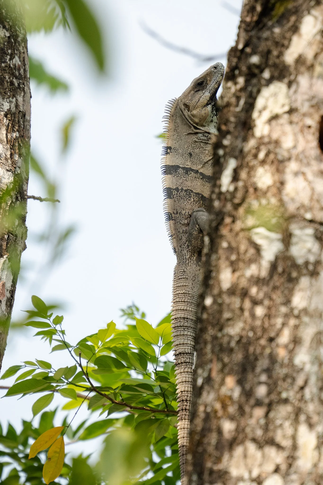 iguana in tree, belize.jpg
