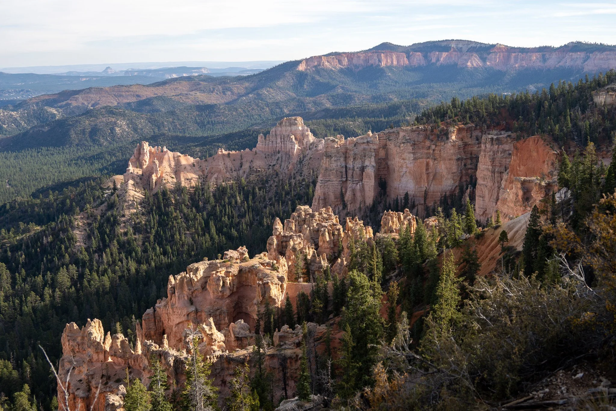 trees in bryce canyon, utah, usa.jpg