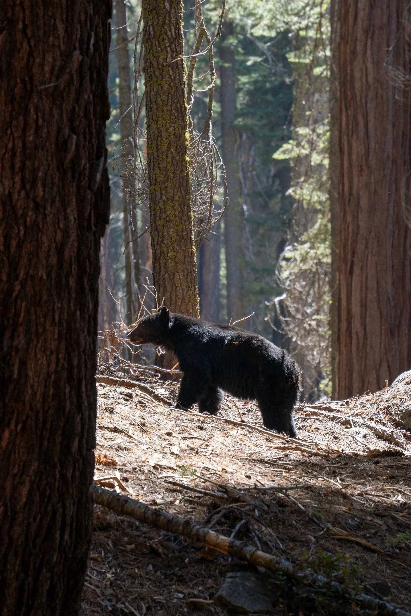 bear at sequoia, california, usa.jpg