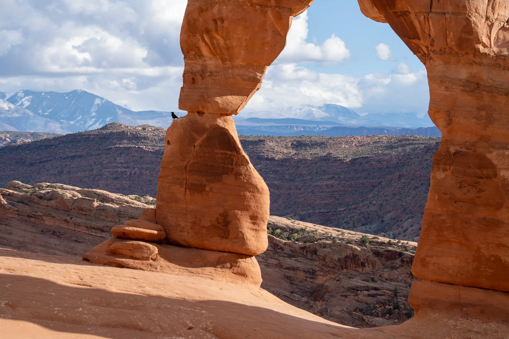 crow sitting on delicate arch, arches national park, usa.jpg