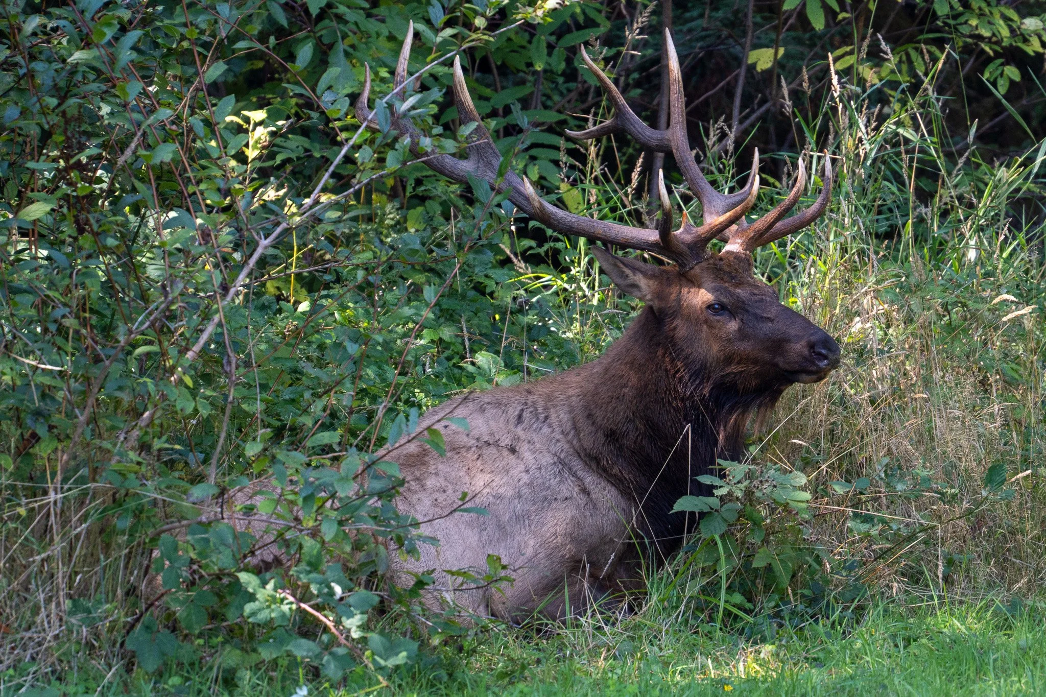 male elk laying, redwood national park, usa.jpg