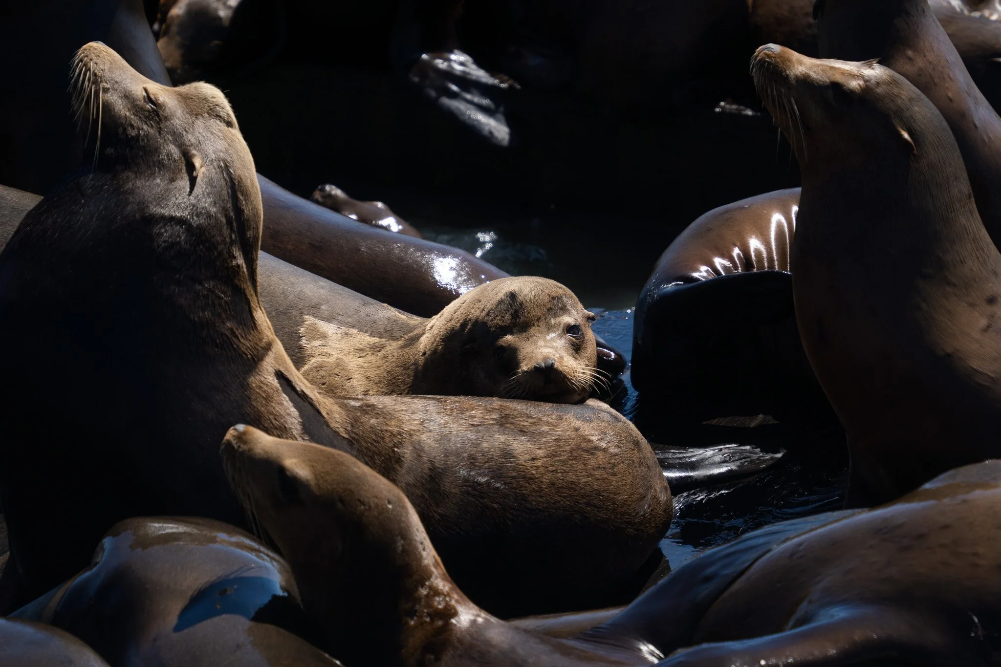sea lion resting at san francisco, usa.jpg