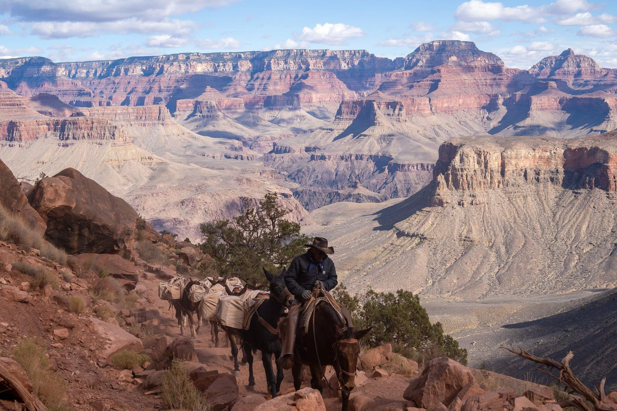 donkeys inside grand canyon, arizona, usa.jpg