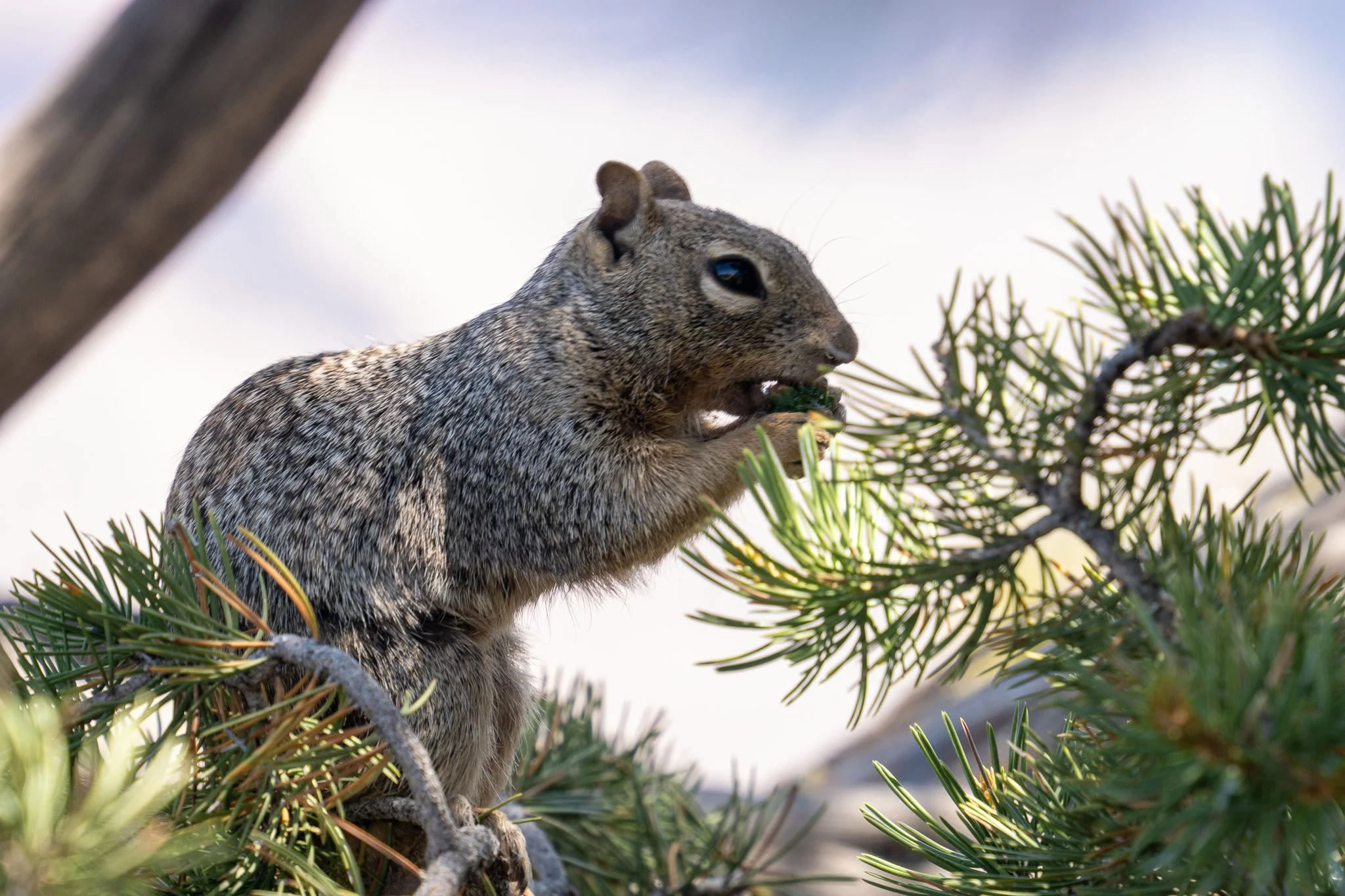 squirrel eating nut in tree, grand canyon, usa.jpg