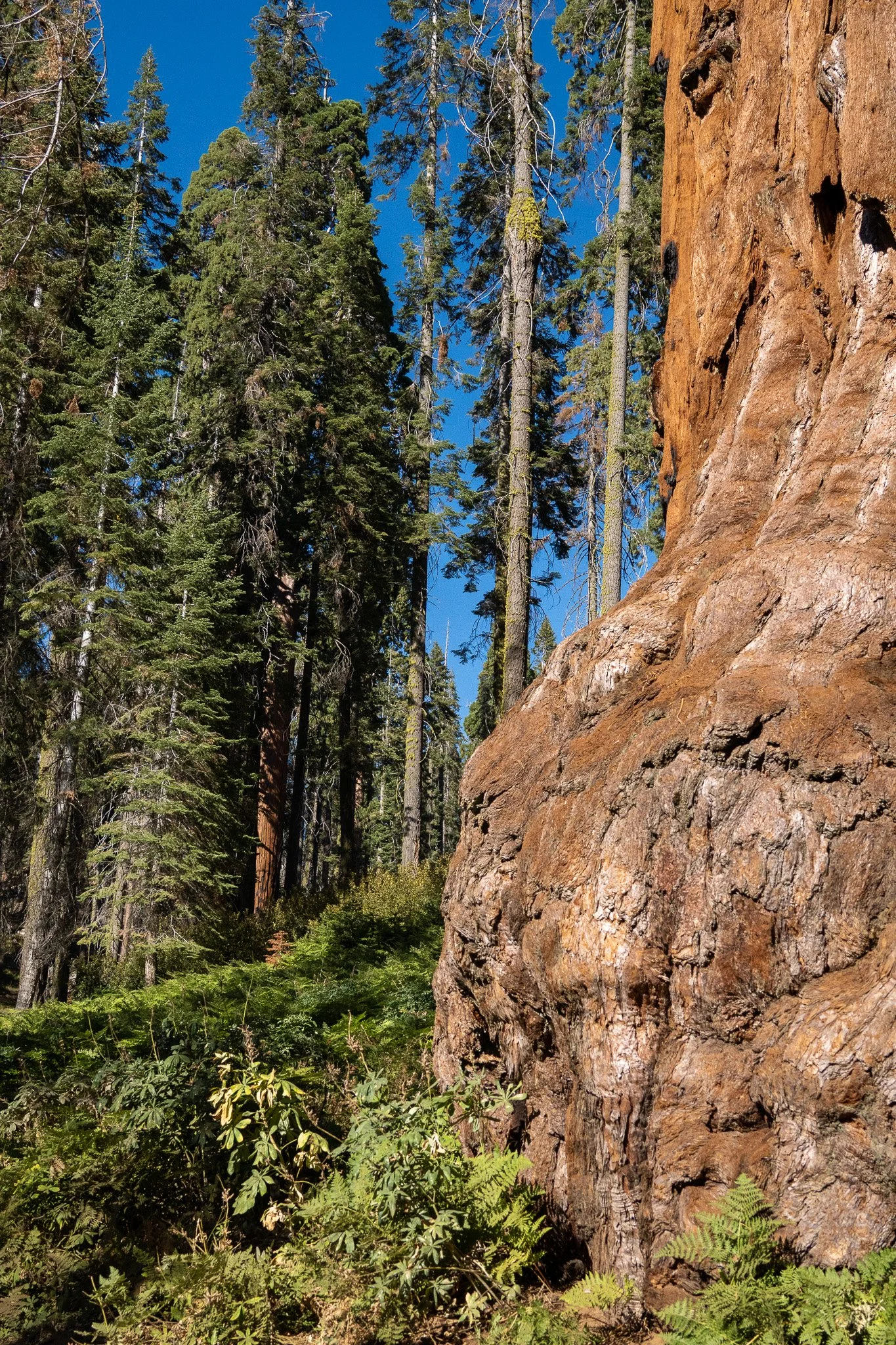 big trees at sequoia, california, usa.jpg