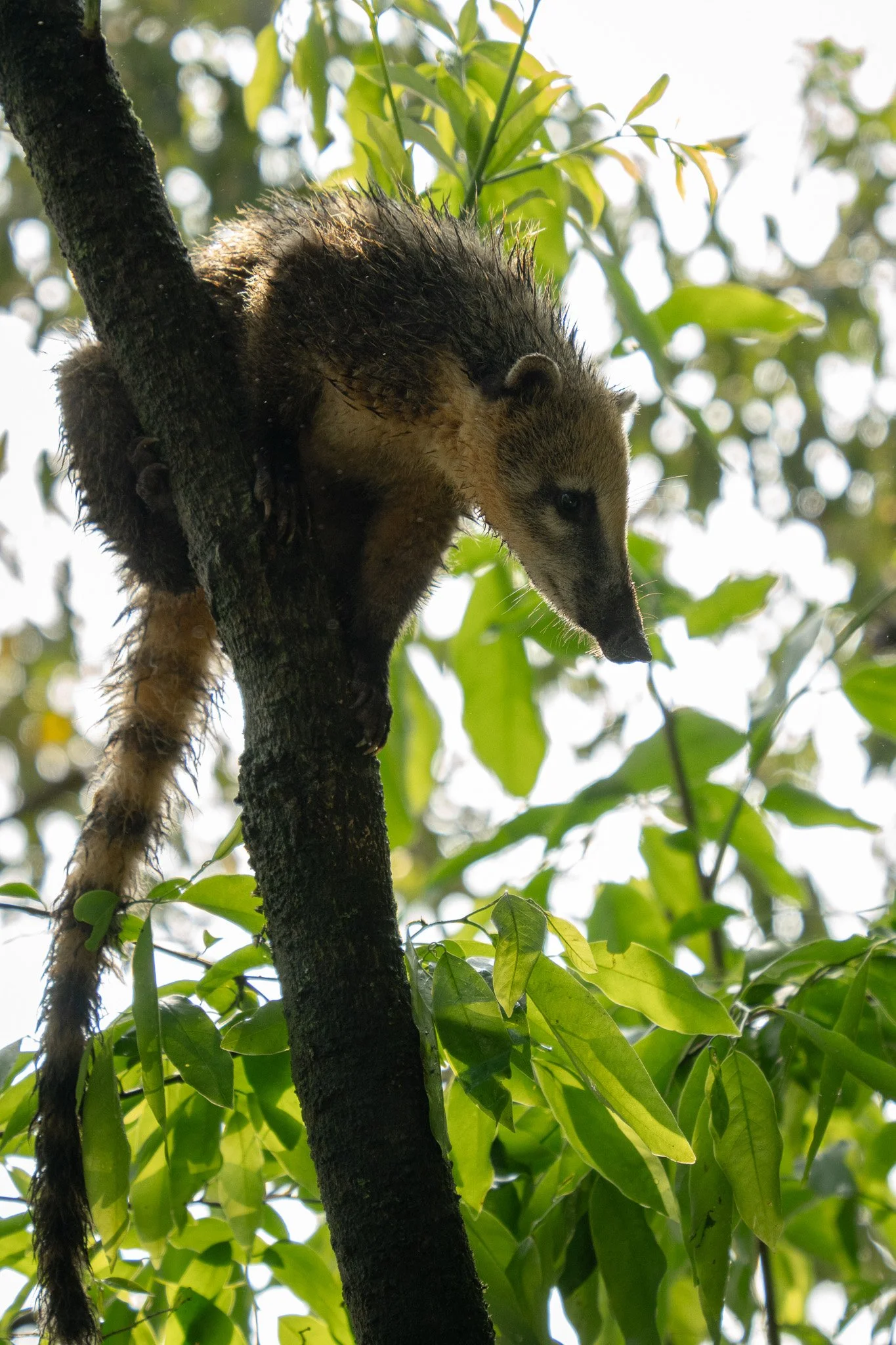 nose bear walking in tree, argentina.jpg