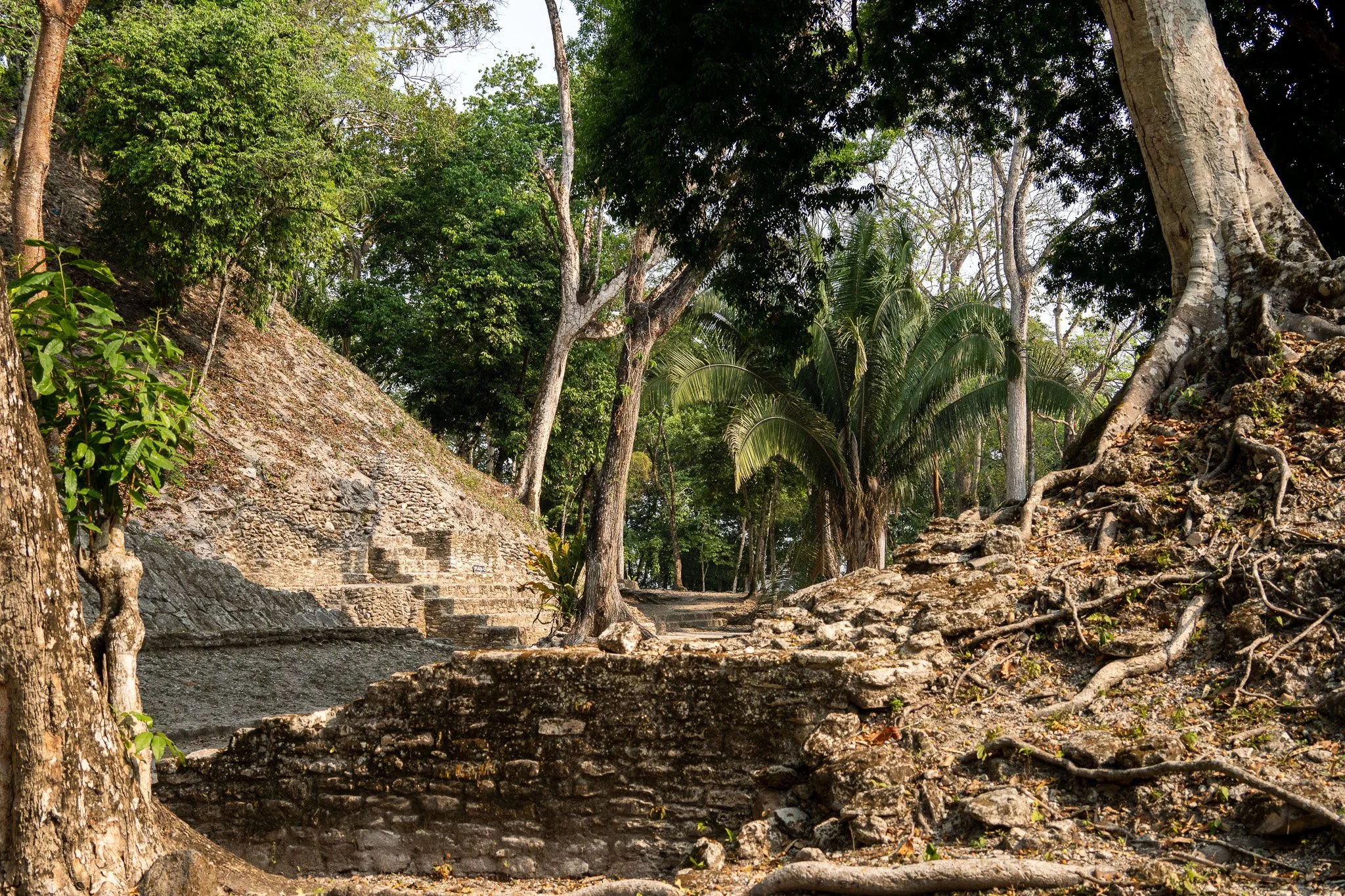 tree growing in maya tample, san ignacio, belize.jpg