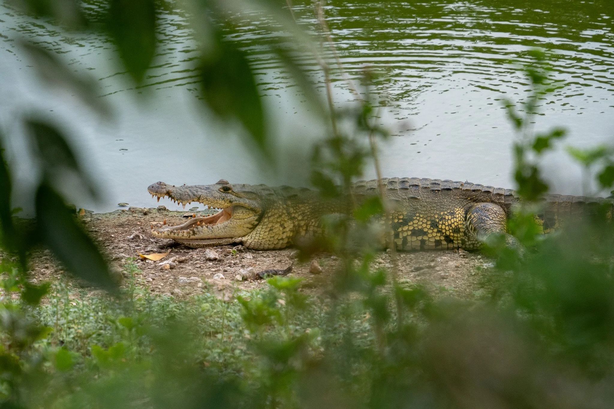 crocodile seen from behind trees, belize.jpg