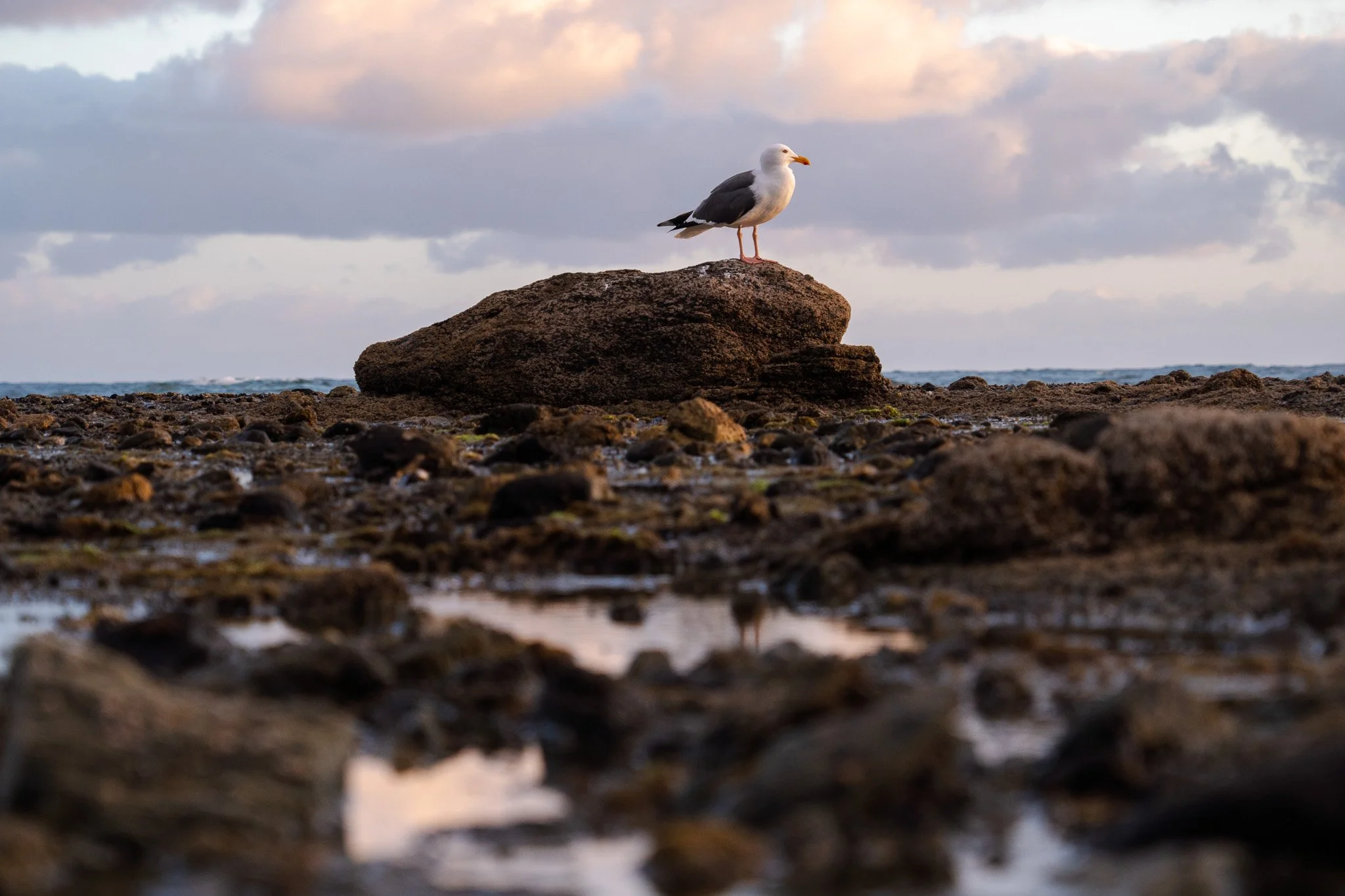 seagull looking at sunset, laguna beach, usa.jpg