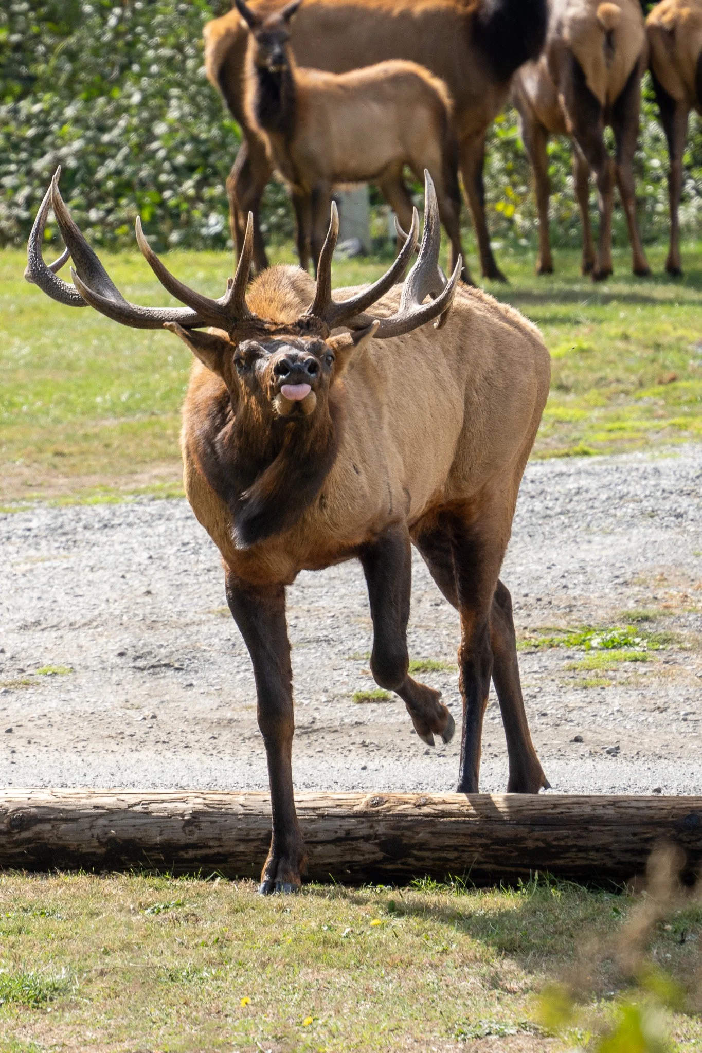 elk sticking out tongue, redwood national park, usa.jpg