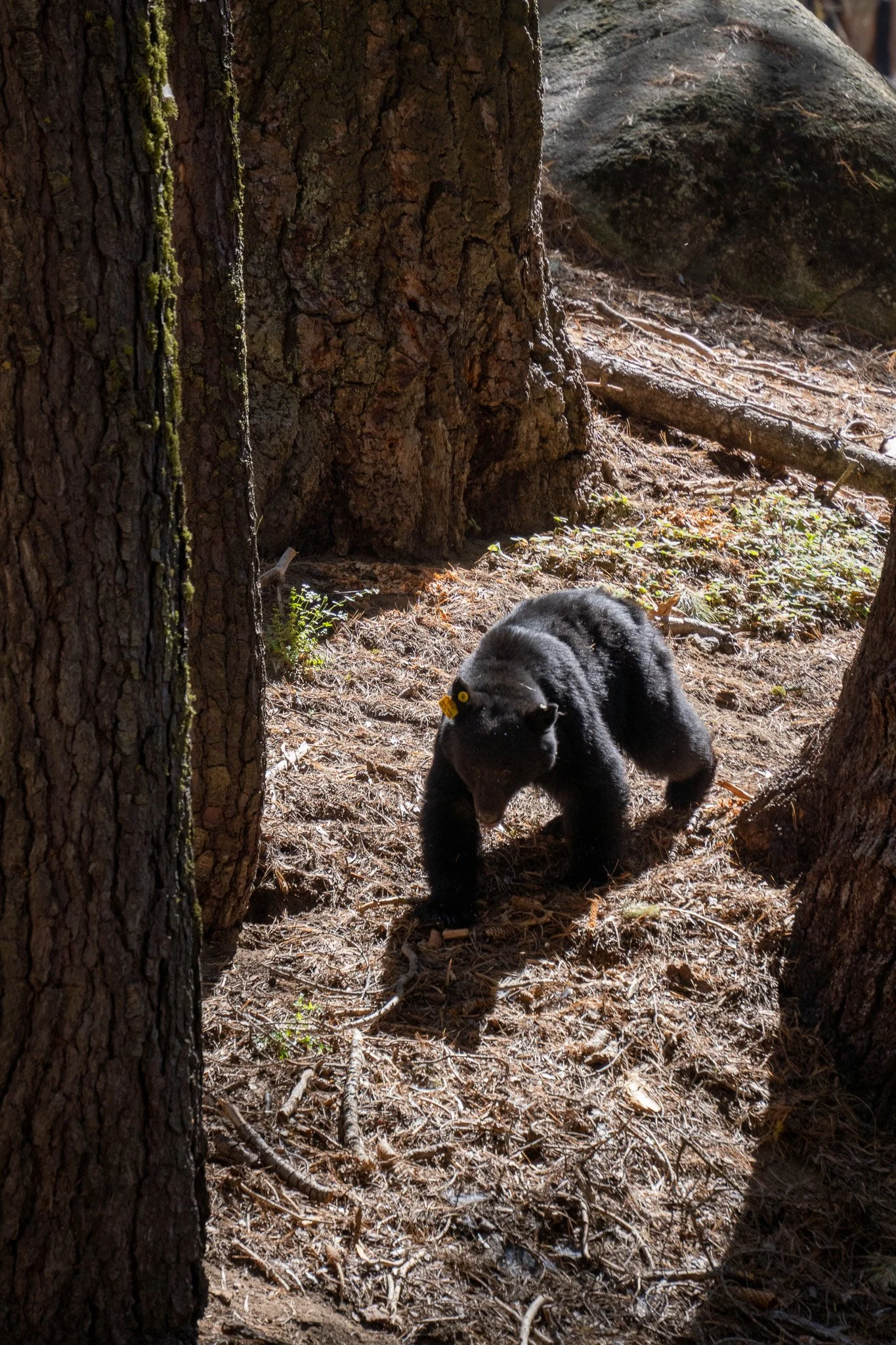 Sequoia &amp; Kings Canyon