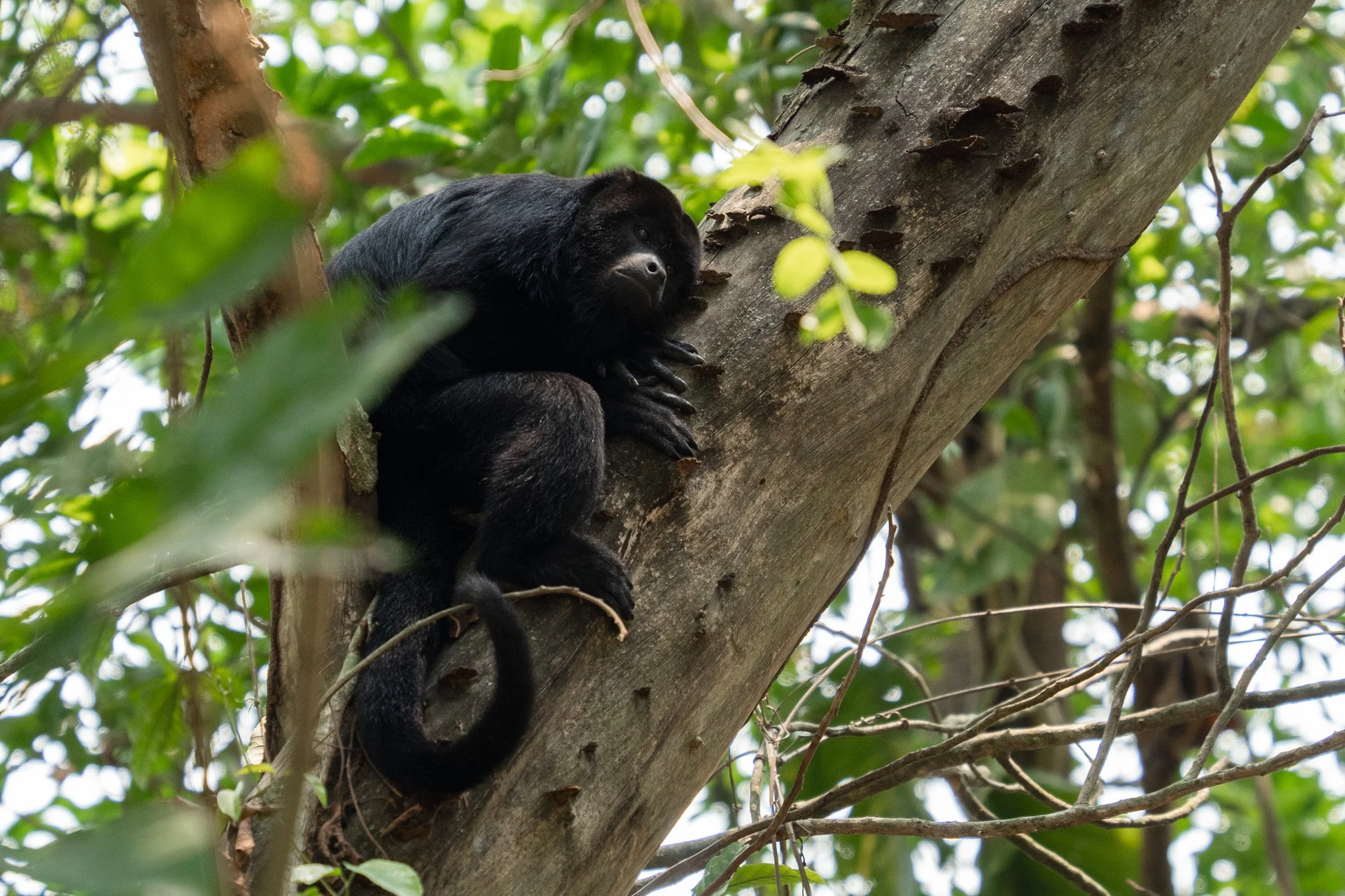 monkey laying in tree, san ignacio, belize.jpg