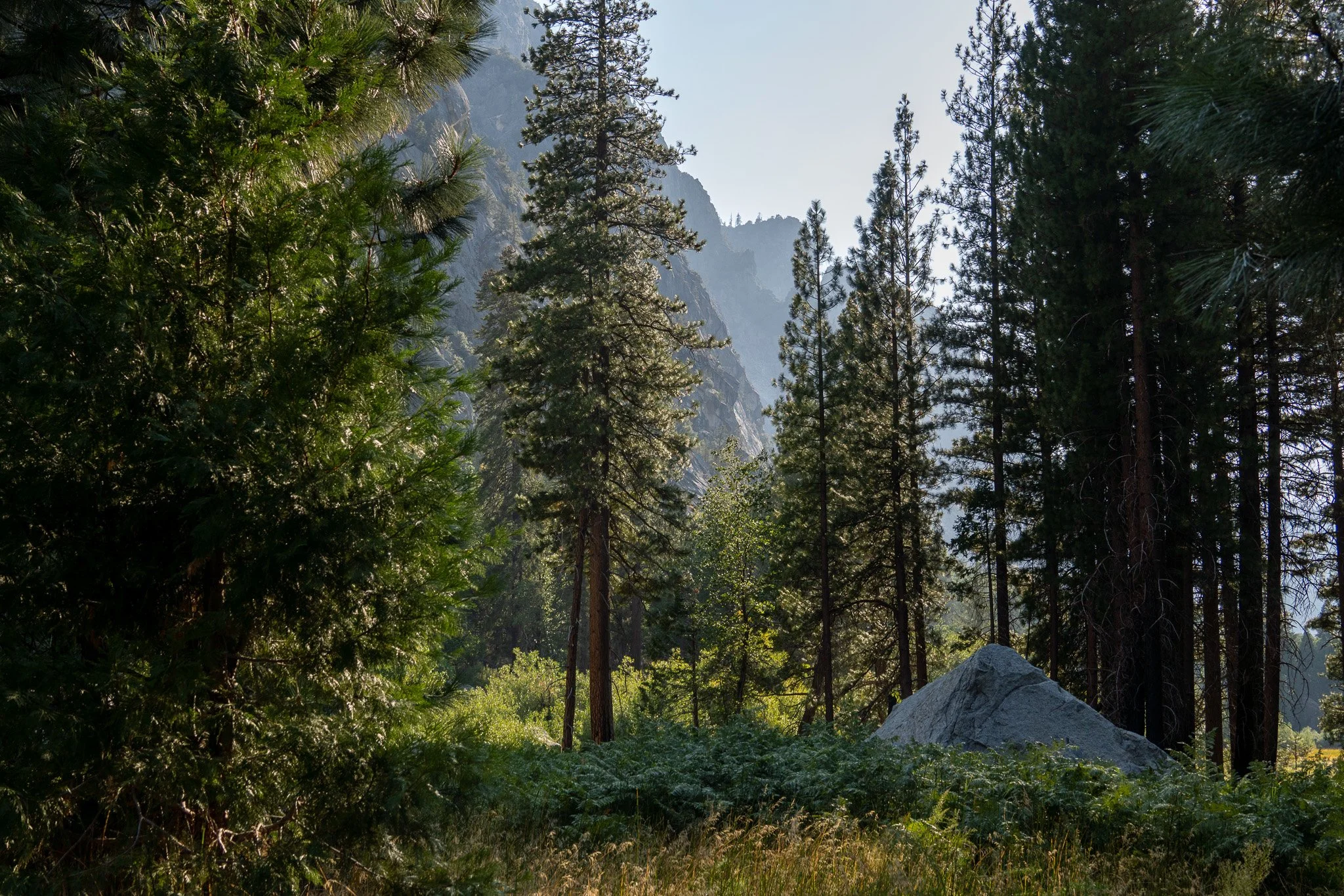 forest with rocks at kings canyon national park, usa.jpg