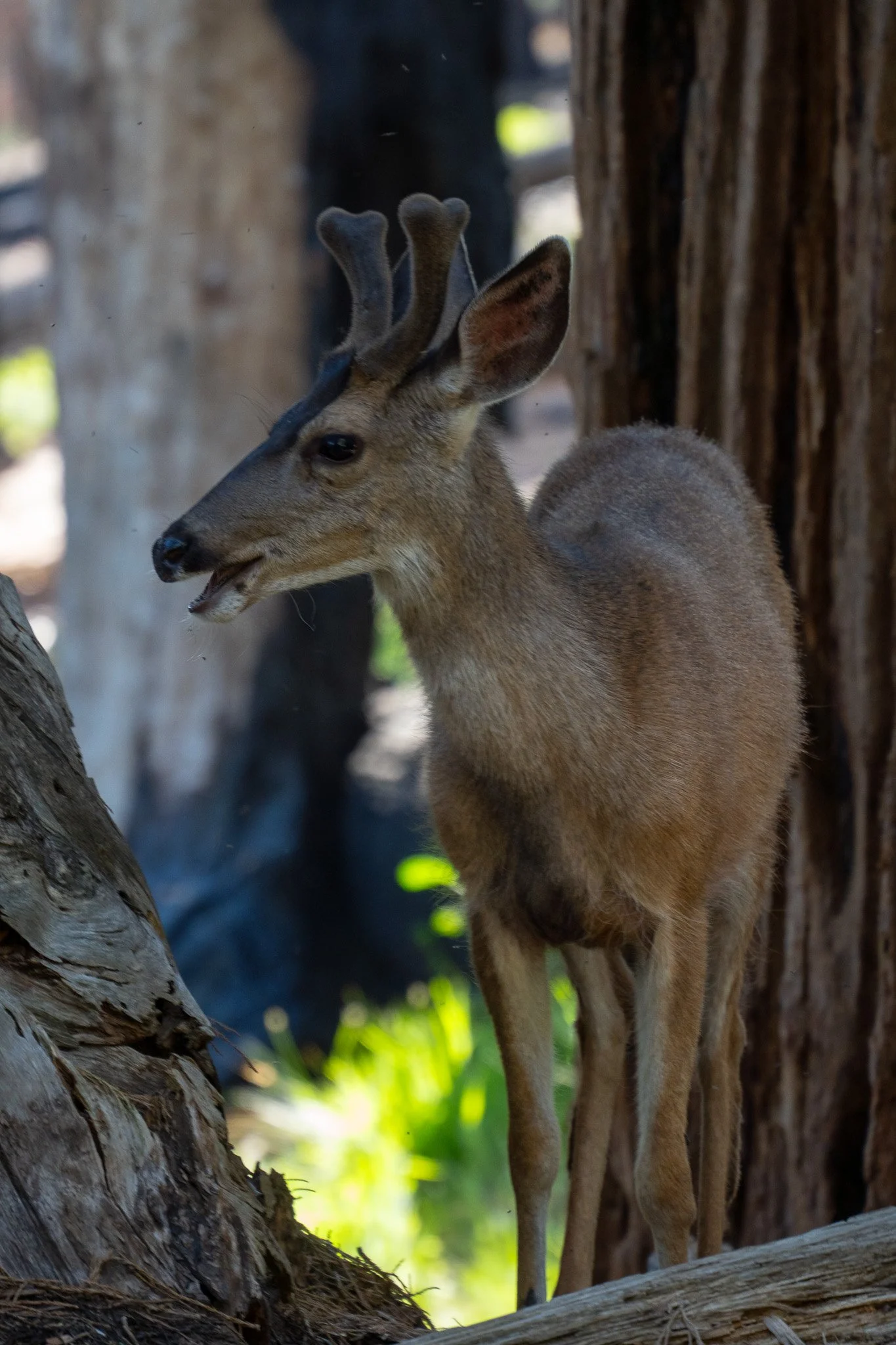 deer yosemite, california, usa.jpg