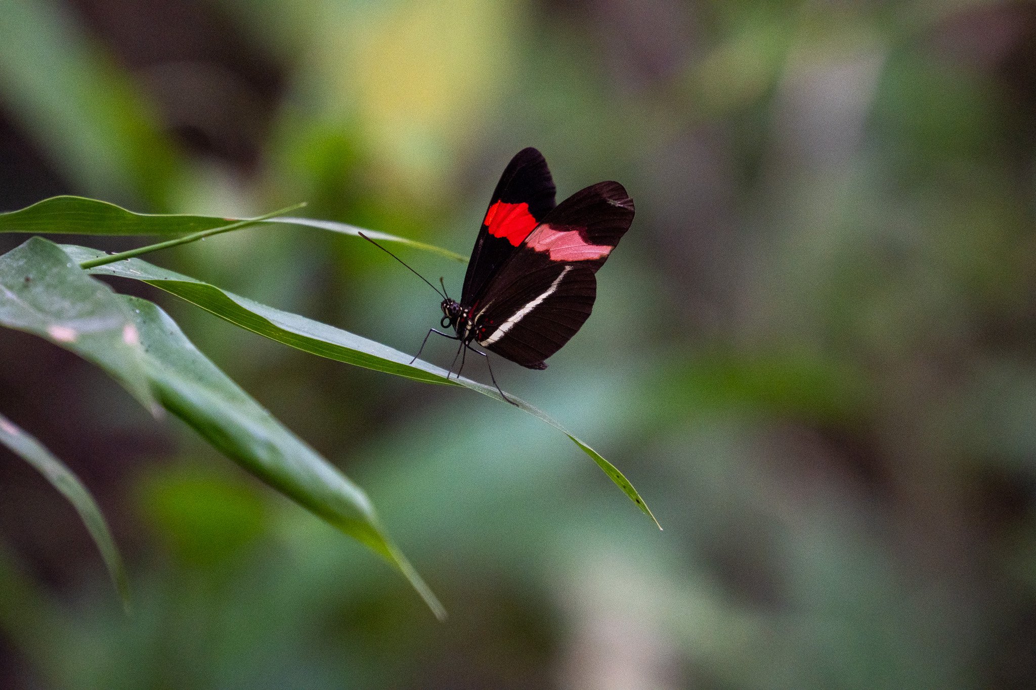 butterfly black with red stripe, belize.jpg