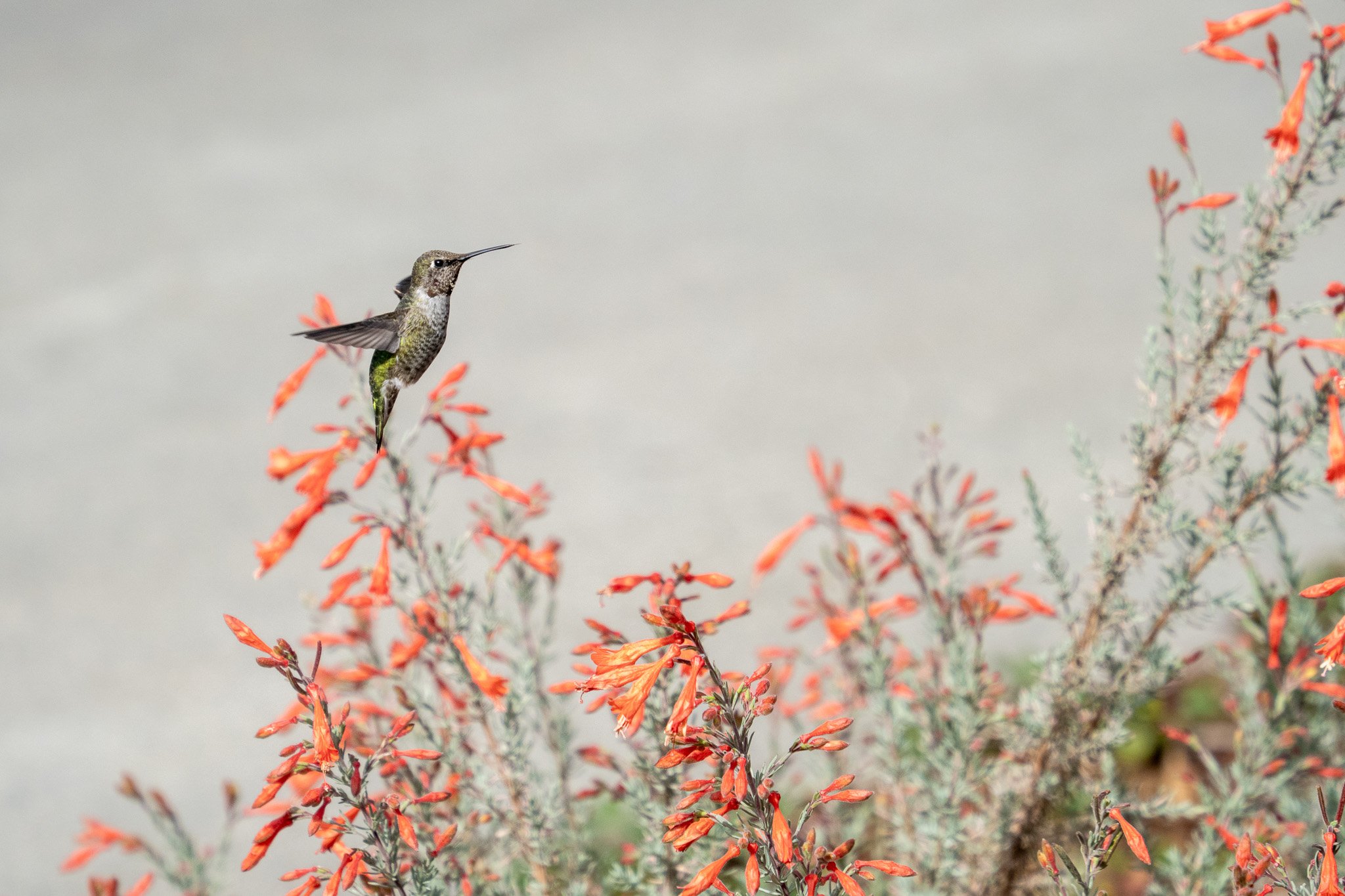 hummingbird and orange plants, san francisco, usa.jpg