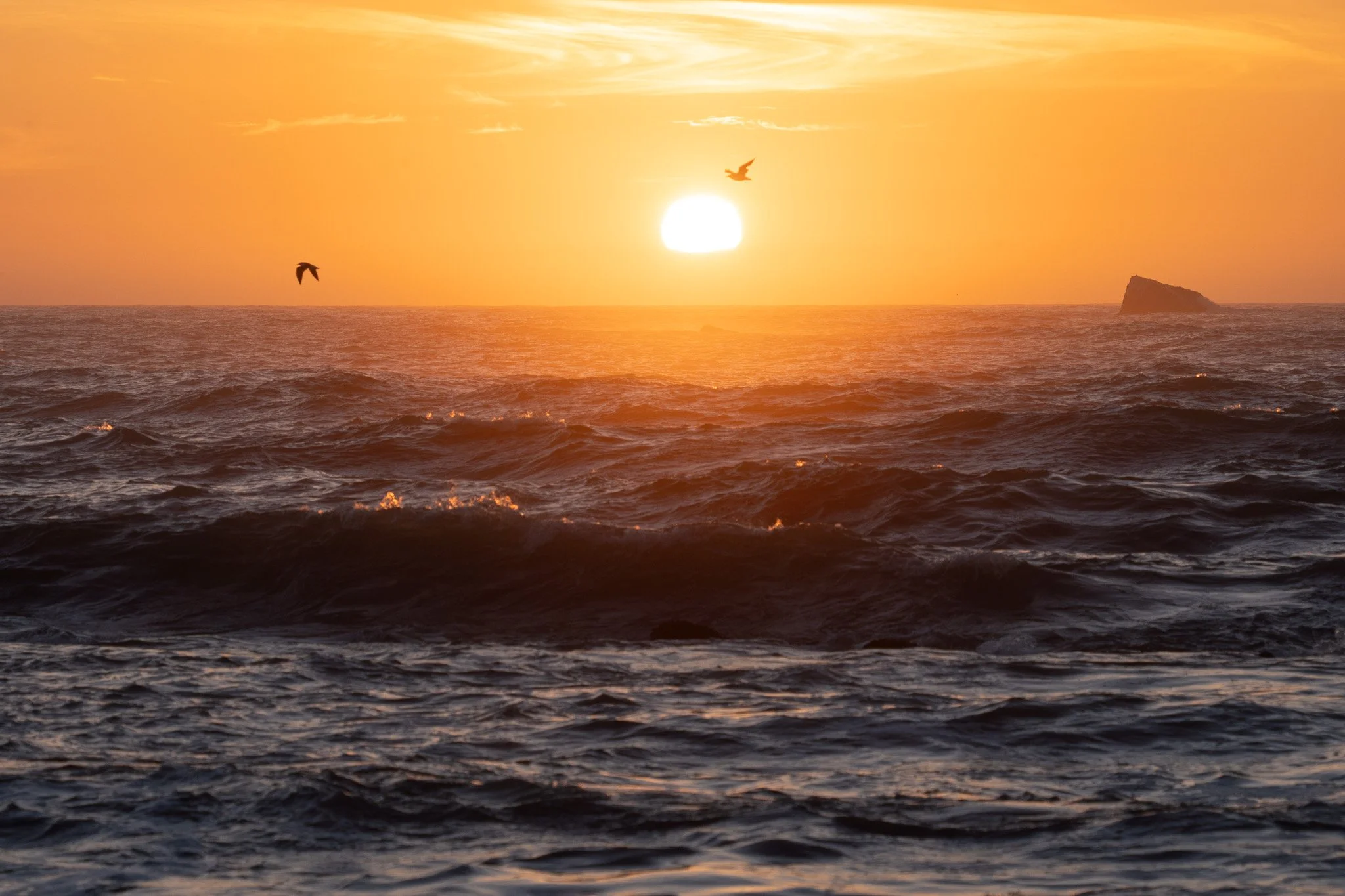birds flying above ocean, sunset, sue meg state park, usa